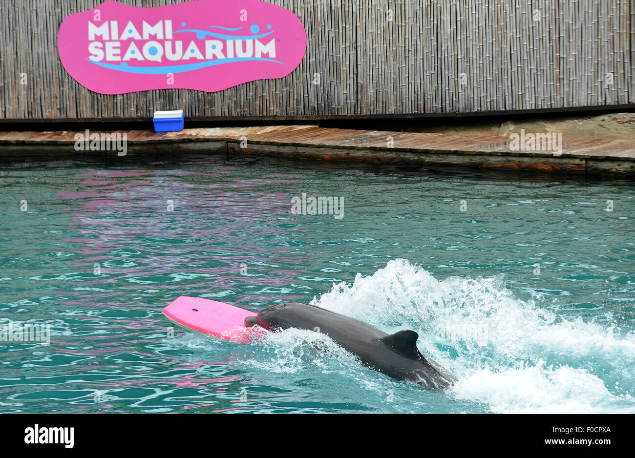 26 mars 2015 - Key Biscayne, Floride, États-Unis - un dauphin joue sur une planche de surf au Miami Seaquarium. Banque D'Images