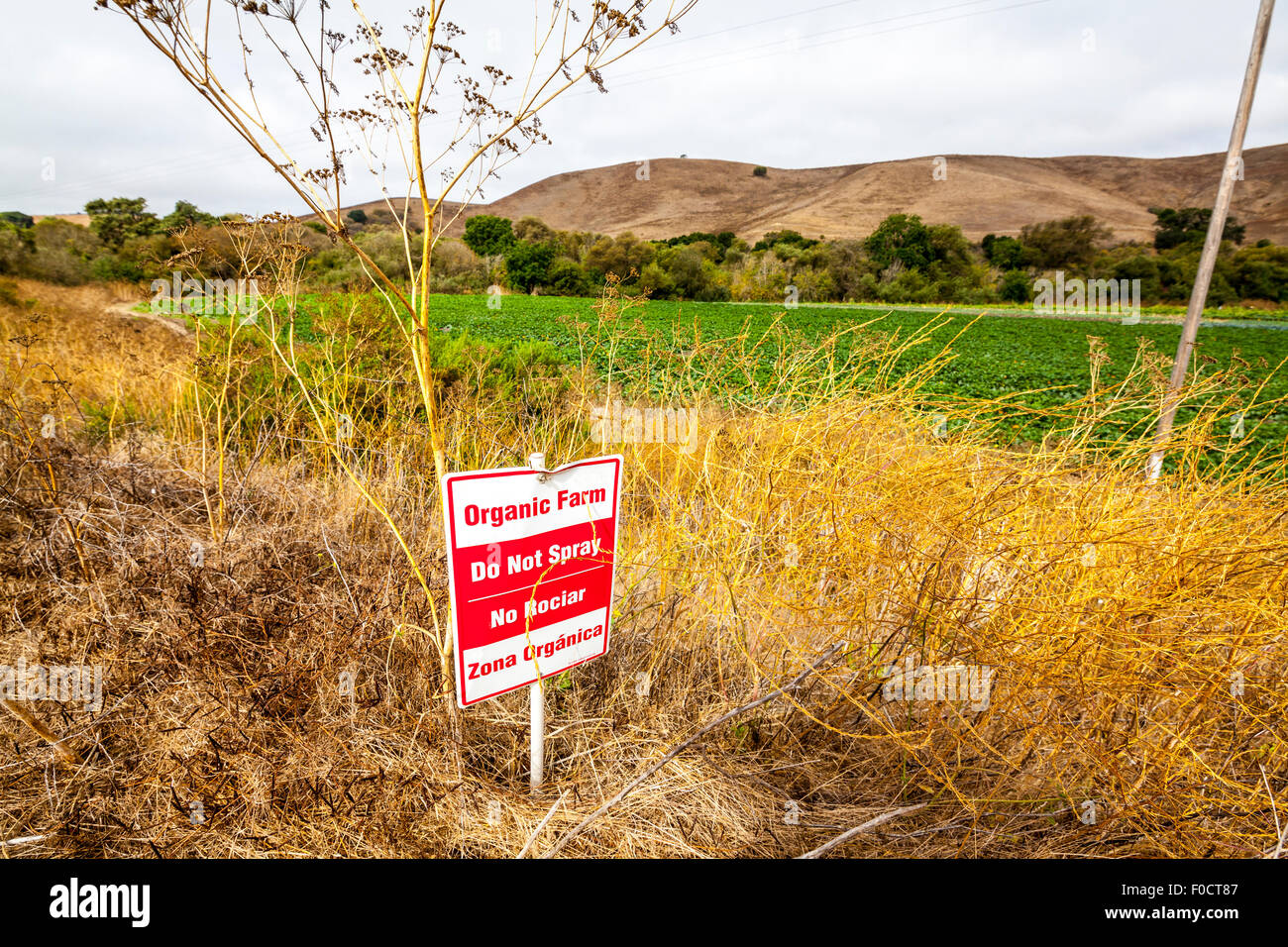 Un signe pour demander la à côté d'un champ de courges bio près de Prunedale en Californie Banque D'Images