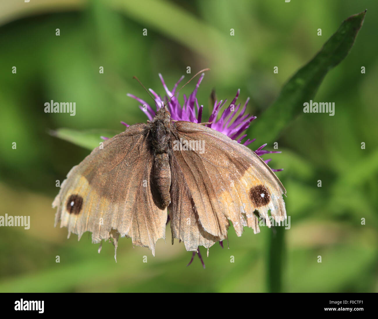 Une belle prairie Brown papillon avec ses ailes écartées sur une fleur rose Banque D'Images