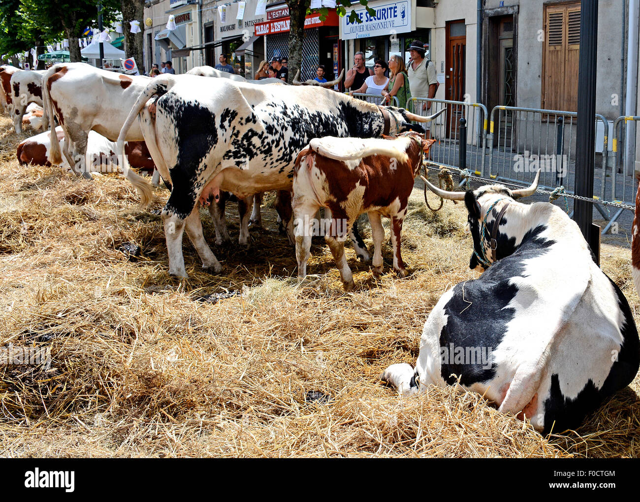 Vaches ferrandaises présentées au salon agricole d'Ambert, Livradois, Puy-de-Dome, Auvergne, France Banque D'Images