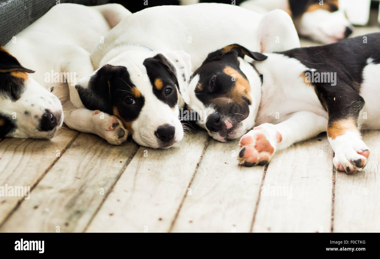 Huntaway de chiots Banque D'Images