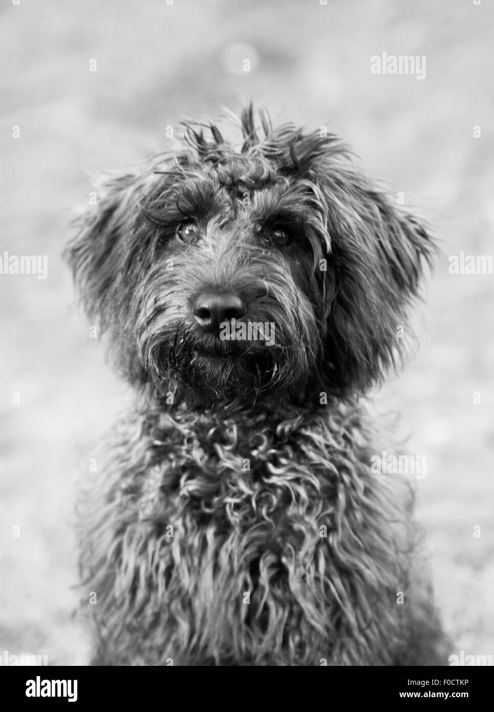 Noir et blanc chien schnoodle à Grassy park Banque D'Images