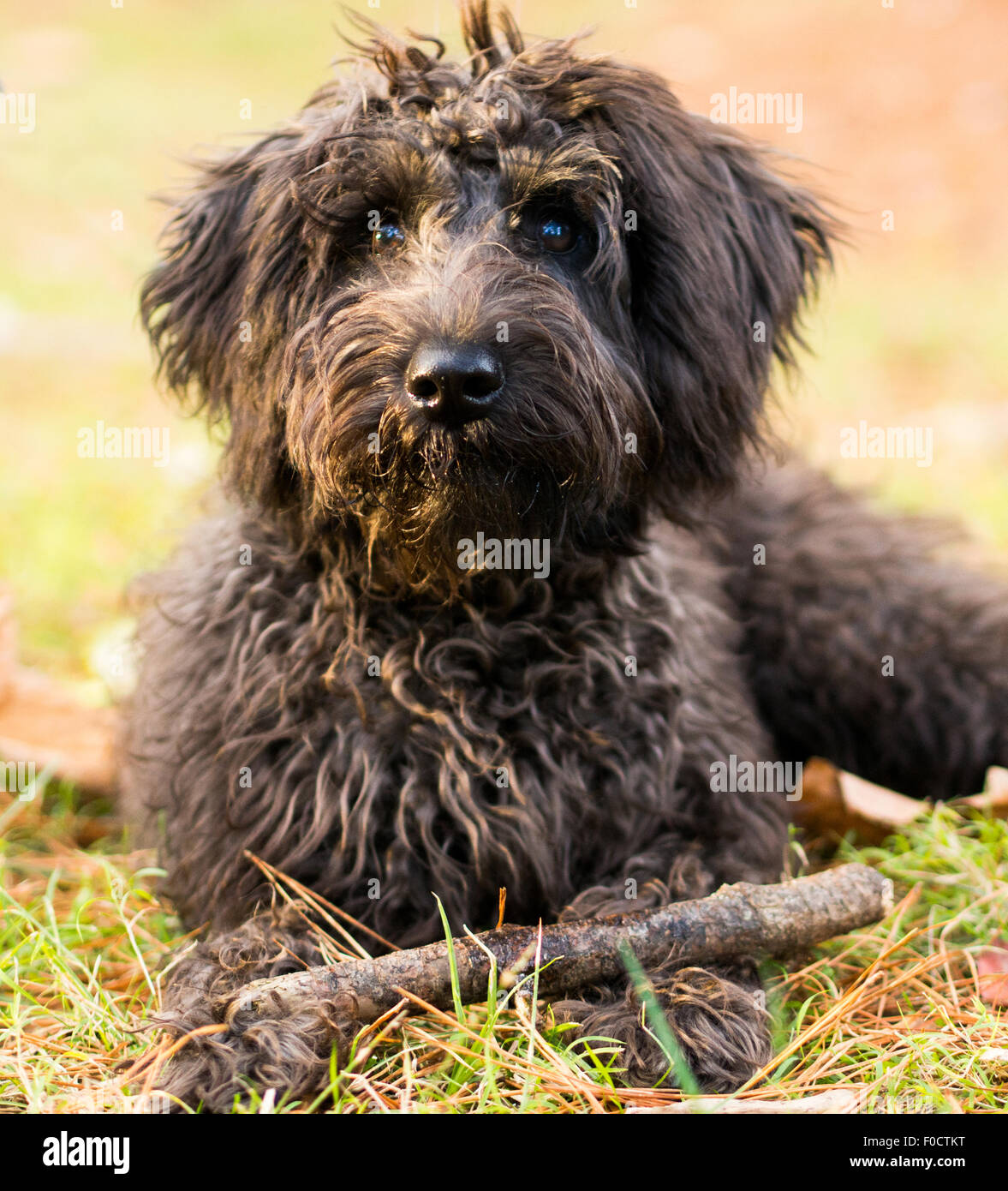 Libre Snoodle brown dog lying in grass Banque D'Images