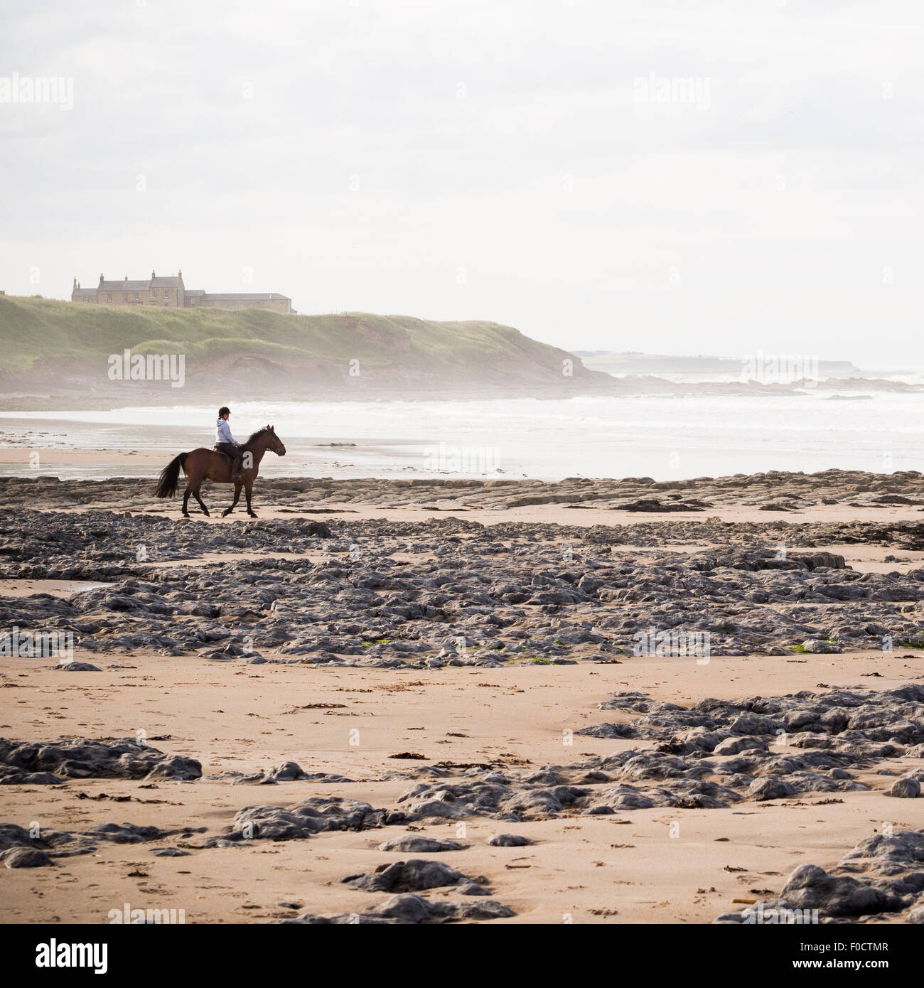 Cheval sur une plage misty Banque D'Images