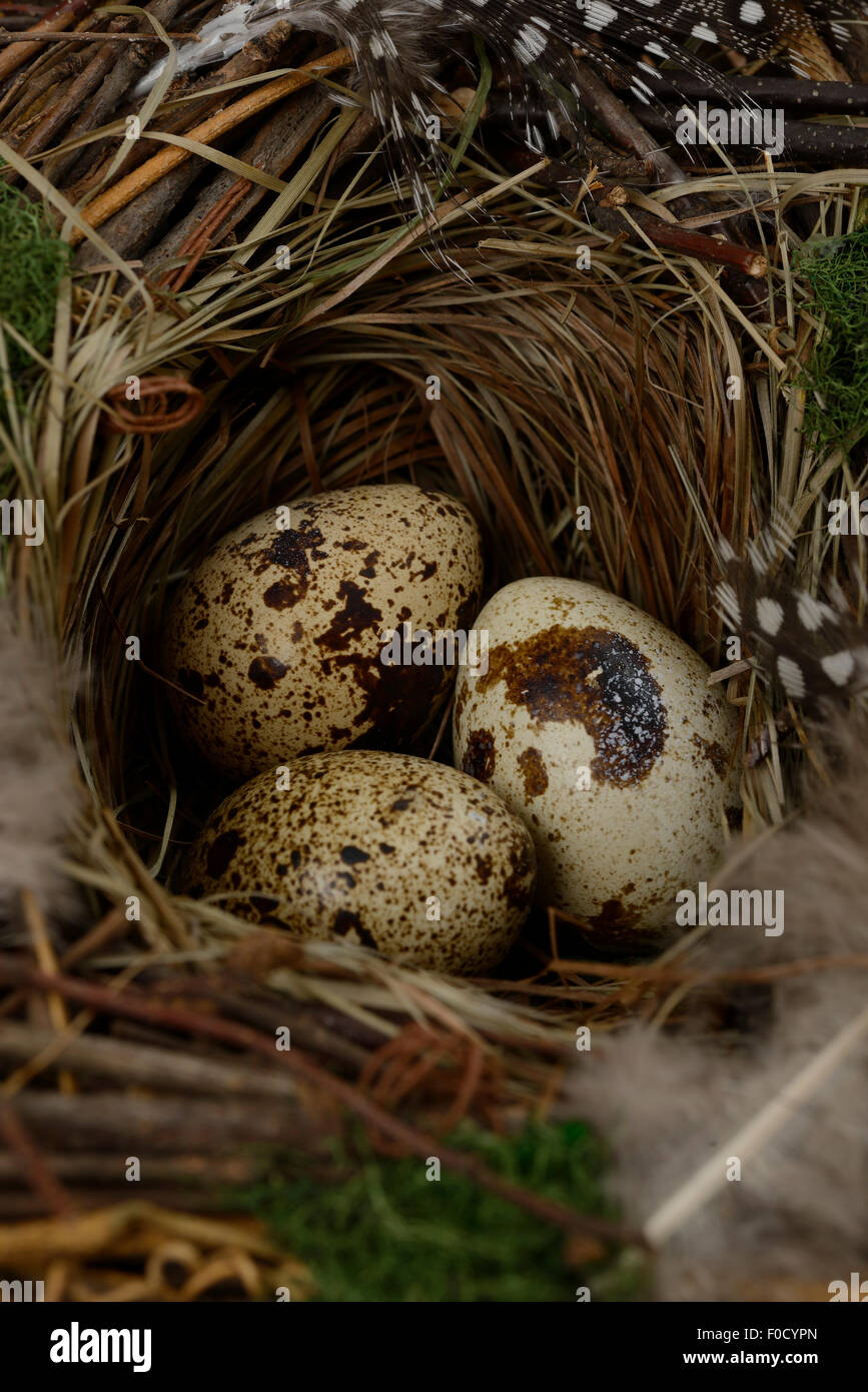 Trois oeufs de cailles dans un nid Banque D'Images