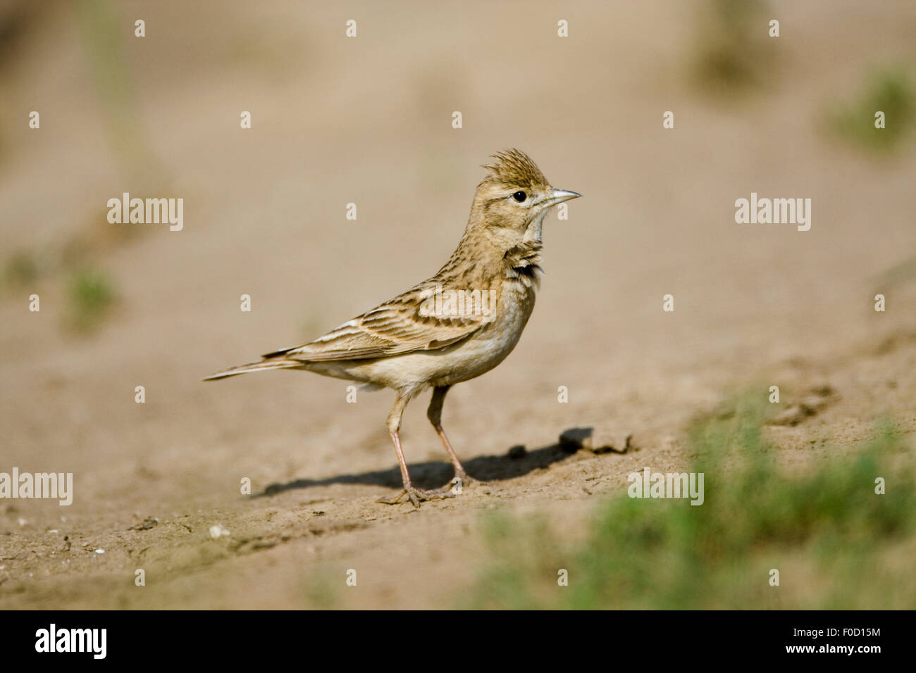 Plus de circaète Jean-le-lark (Calandrella brachydactyla) Bulgarie, mai 2008 Banque D'Images