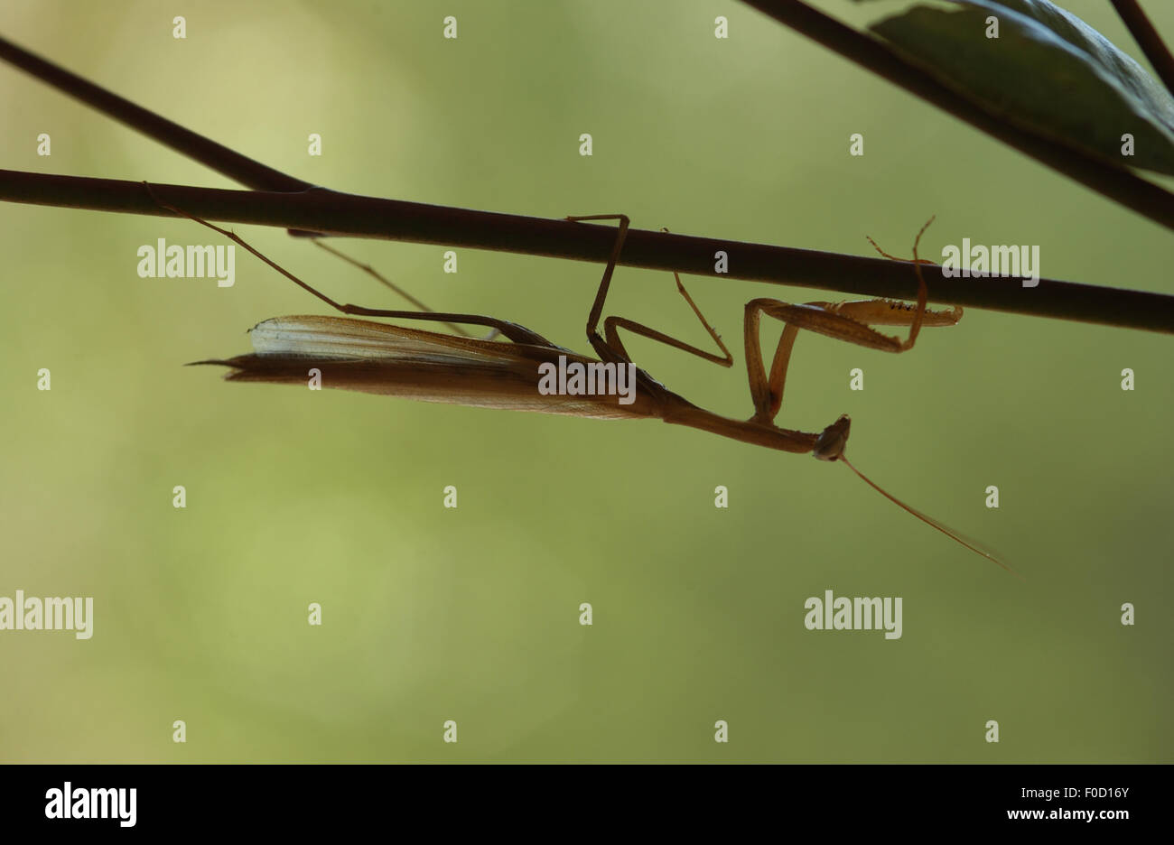 PRIER MANTIS OU MANTID SUR UNE PLANTE DE JARDIN. Banque D'Images