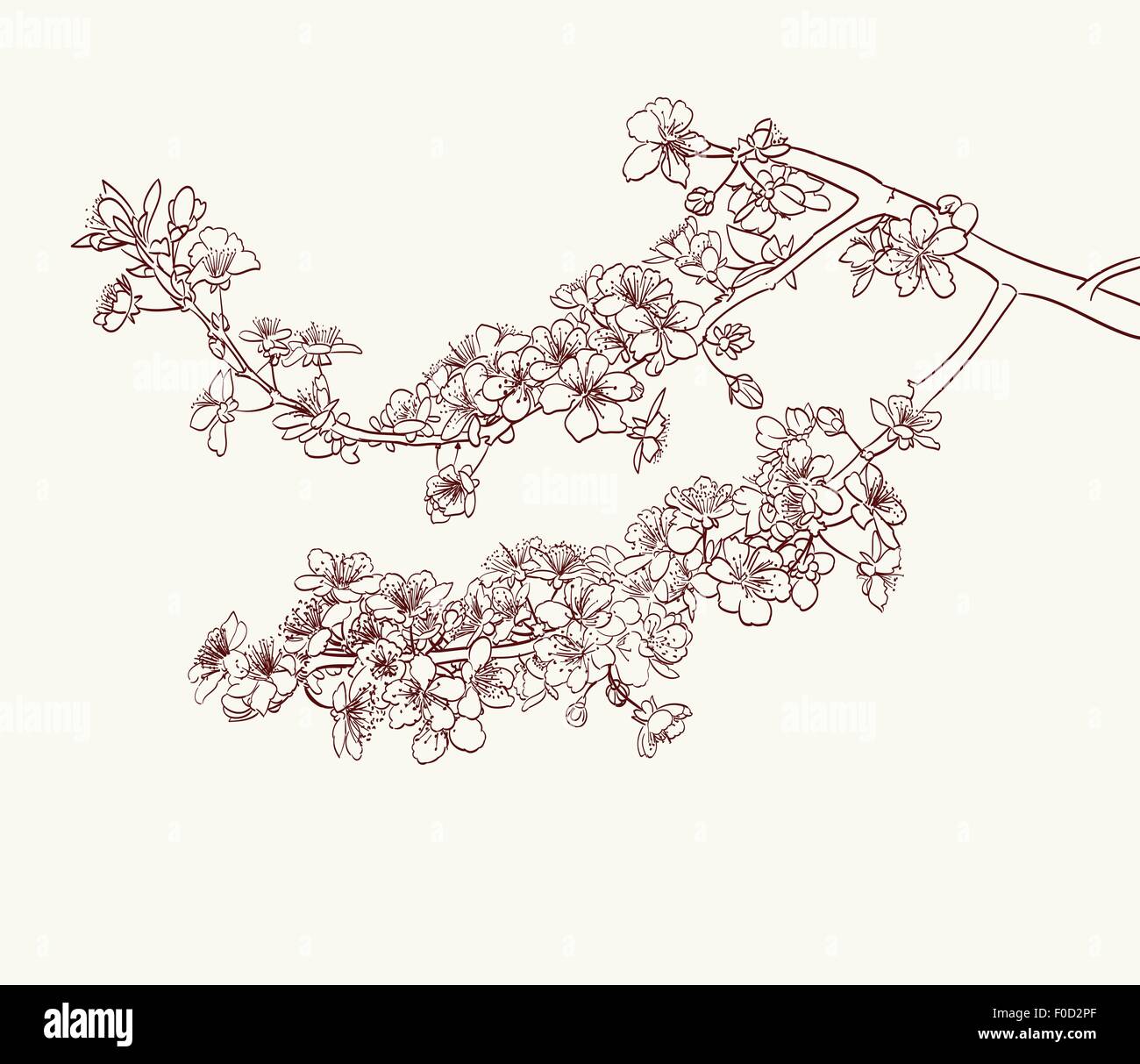 Dessin fleurs sakura Illustration de Vecteur