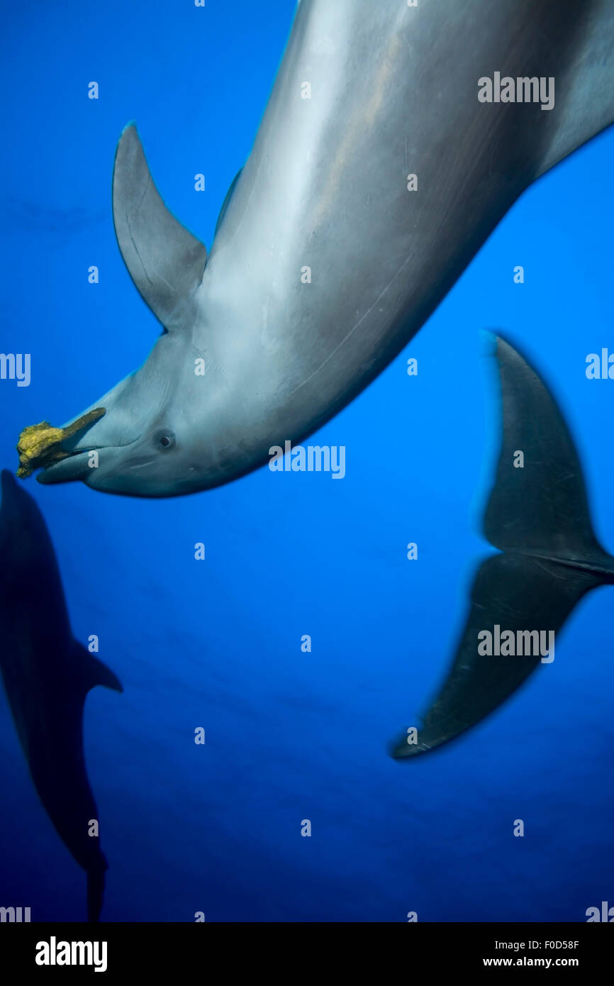 Petit groupe de dauphins jouant avec nez bouteille éponge Banque D'Images