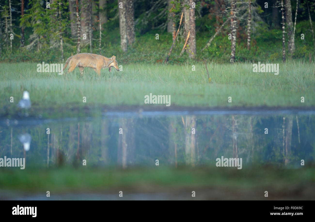 Européenne sauvage loup gris (Canis lupus) près de l'eau, Kuhmo, Finlande, Juillet 2008 Banque D'Images