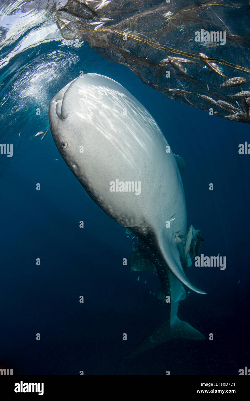 Grand requin-baleine à venir jusqu'à siphonner l'eau de la surface, avec des rayons de peindre des lignes sur sa peau, et des petits morceaux de poisson fa Banque D'Images