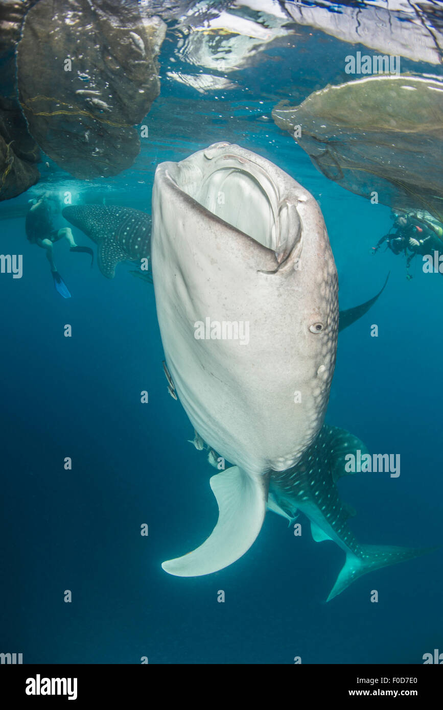 Paire de requins baleine avec remora en remorque venir jusqu
