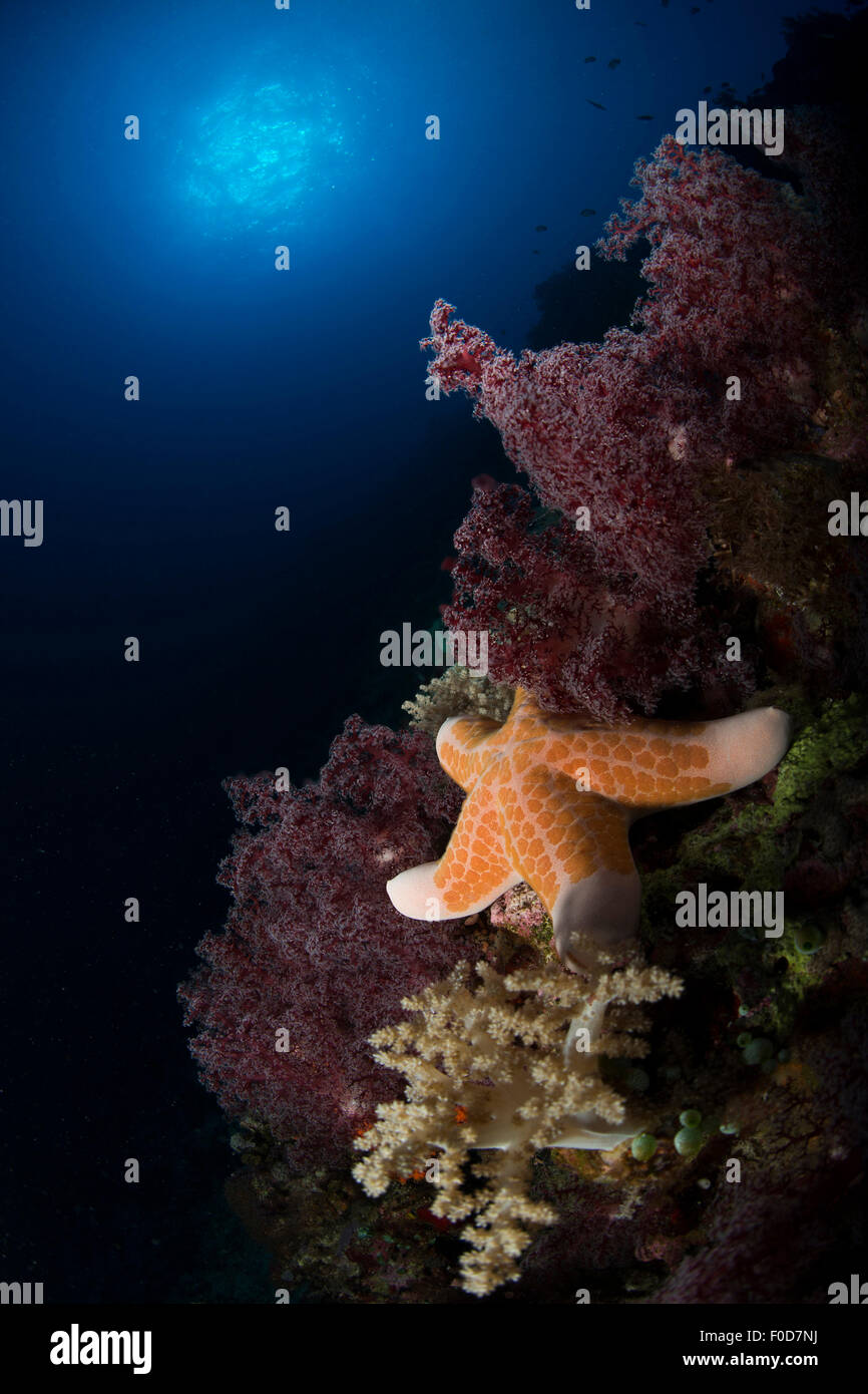 Étoile de mer orange et beige rougeâtre plus de coraux mous, avec la lumière du soleil dans la distance, Spratley, la Malaisie. Banque D'Images