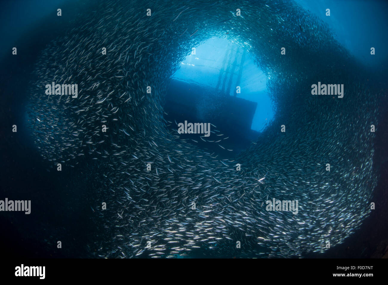 L'école massive de millions de sardines avec bateau sur la surface visible à travers une fenêtre au sein de l'école, Cebu, Philippines. Banque D'Images