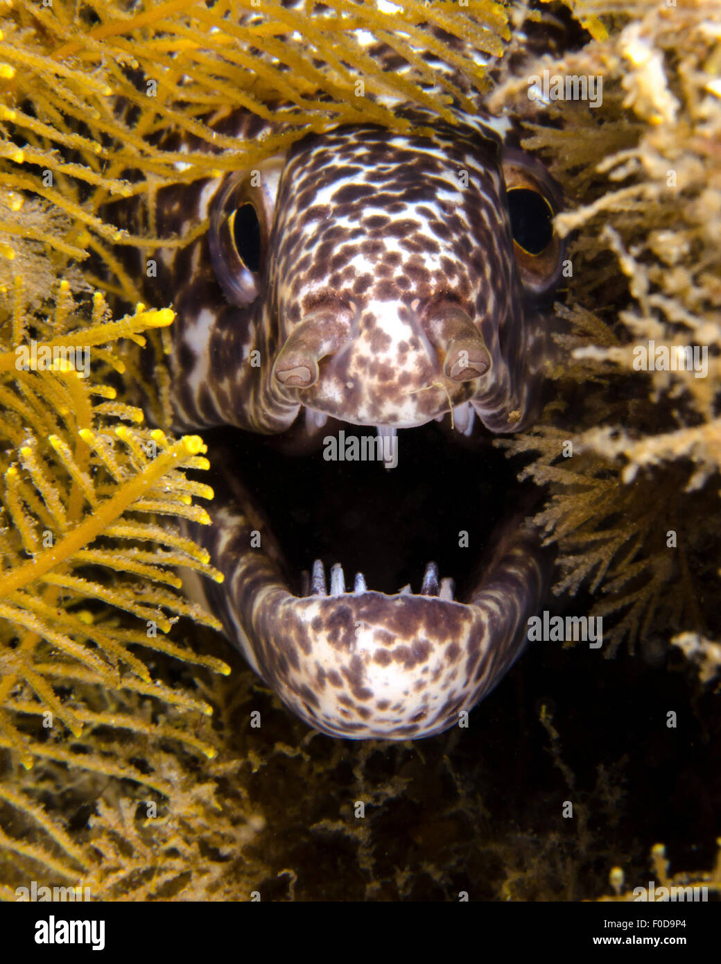 Vue rapprochée d'une murène tachetée en colère, West Palm Beach, en Floride. Banque D'Images