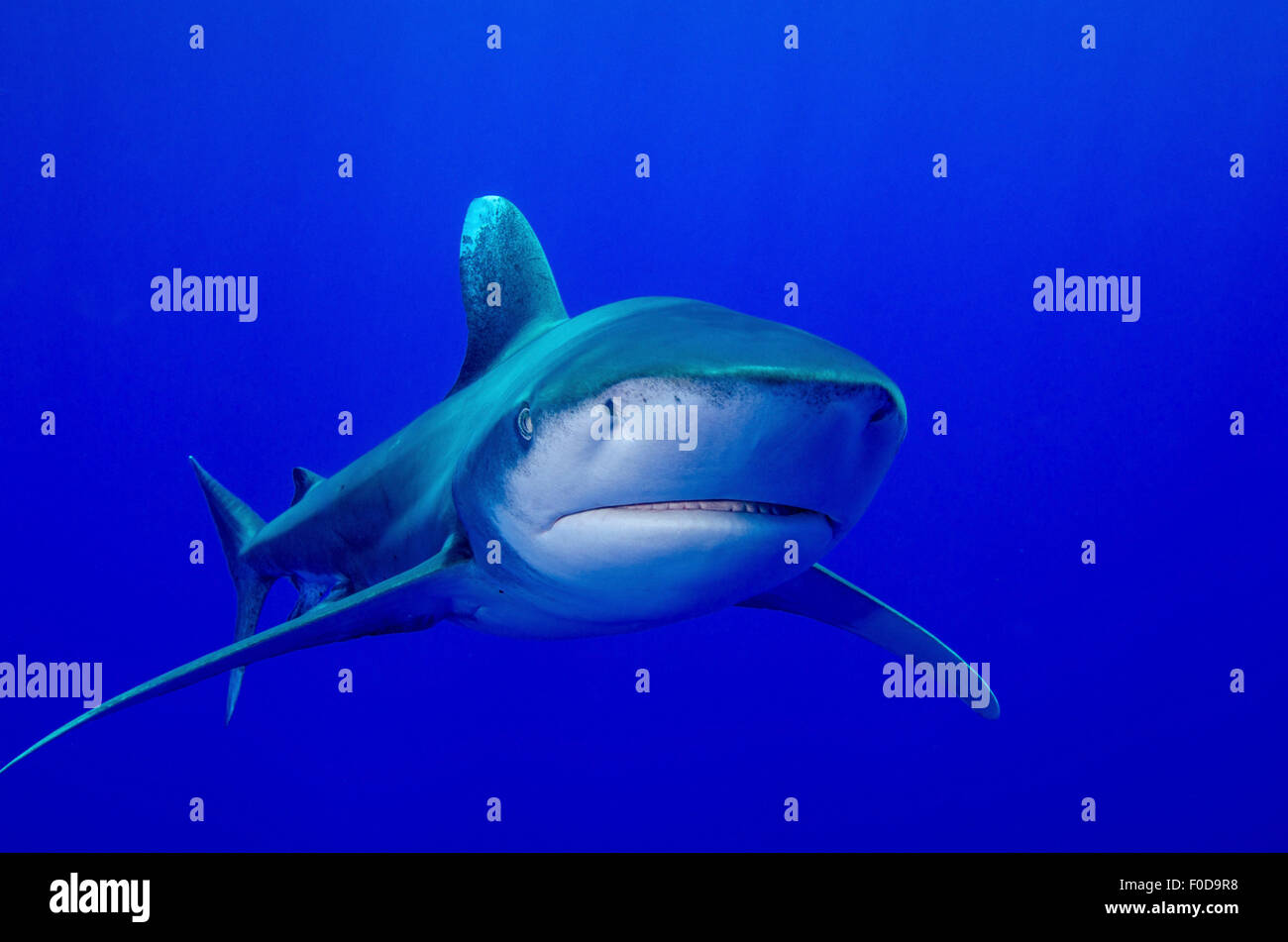 Requin Chat Banque D Image Et Photos Alamy