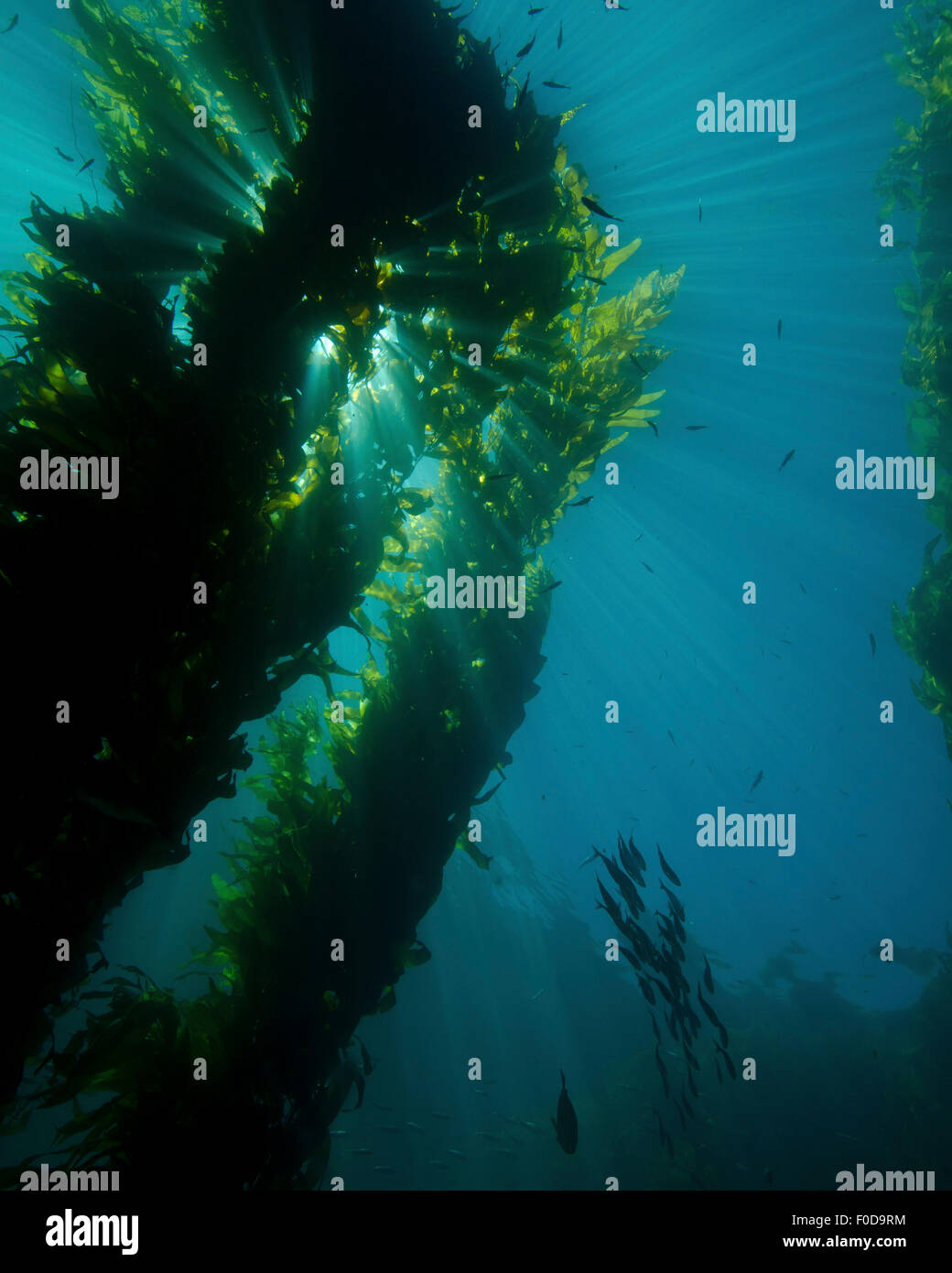 Forêt de laminaires avec banc de poissons, Catalina Island, Californie. Banque D'Images