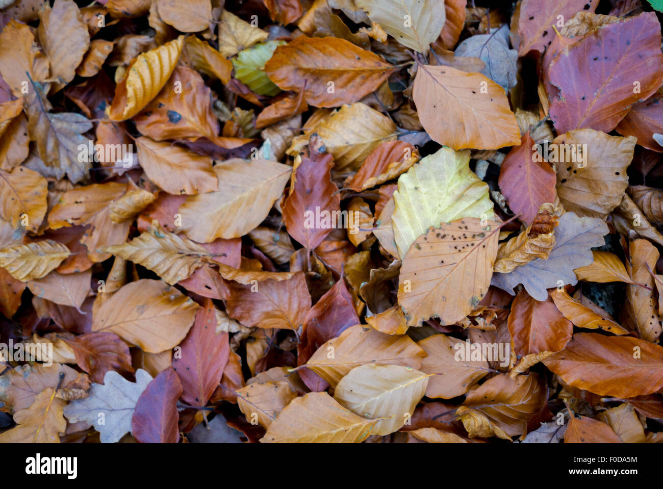 Automne feuilles plage Banque D'Images