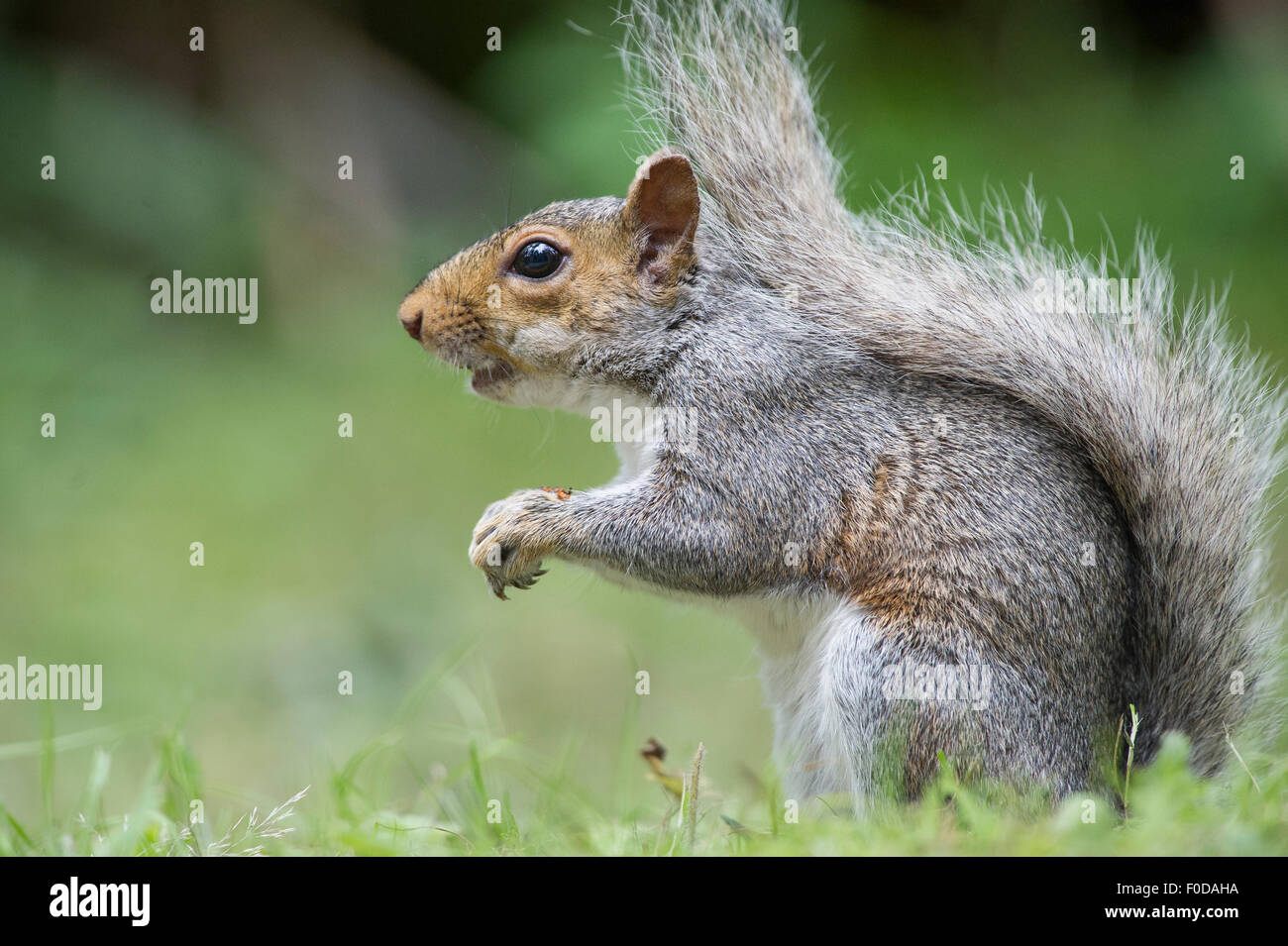 Un écureuil gris (également connu sous le nom de l'Écureuil gris (Sciurus carolinensis). Banque D'Images