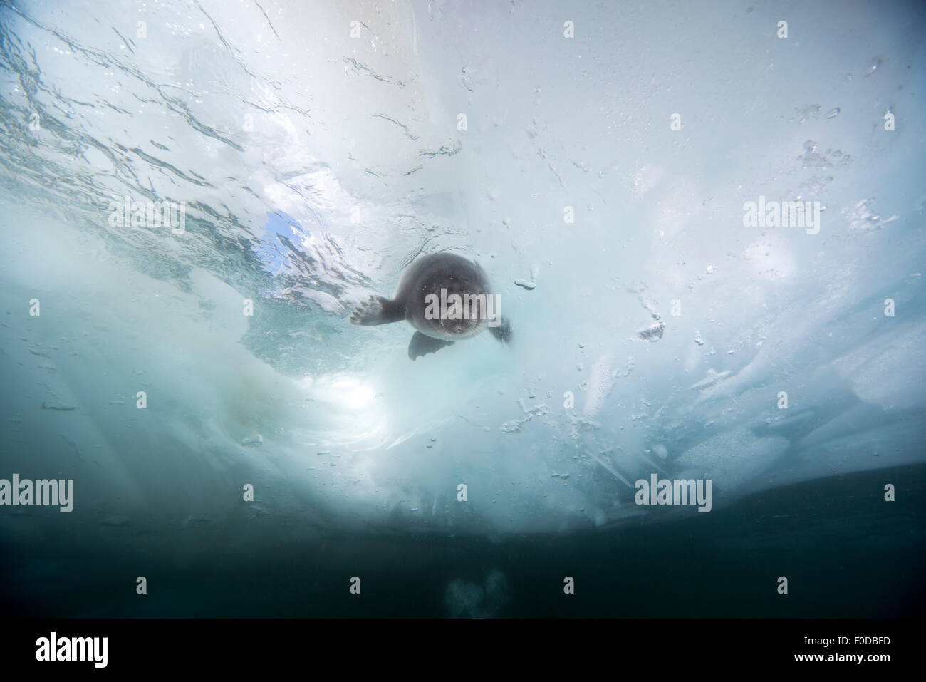 Baikal seal (Pusa sibirica ou Phoca sibirica), jeune phoque nage sous la glace, lac Baikal, Sibérie, Russie Banque D'Images