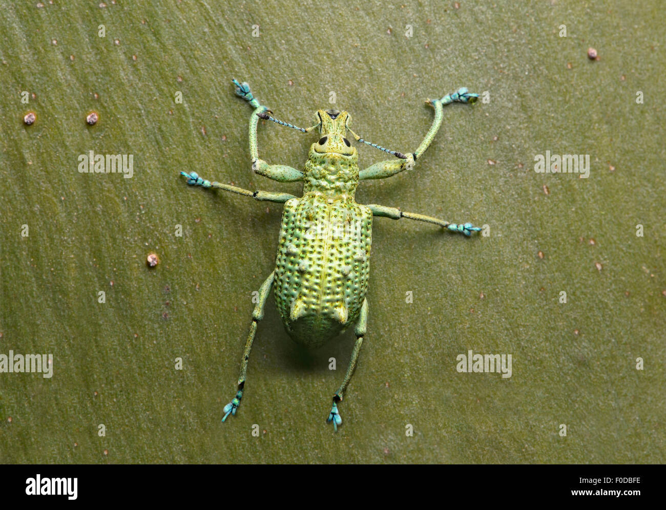 (Curculionidae) sur l'écorce lisse d'un Capirona (Calycophyllum spruceanum) arbre, forêt amazonienne, le Parc National Yasuní Banque D'Images