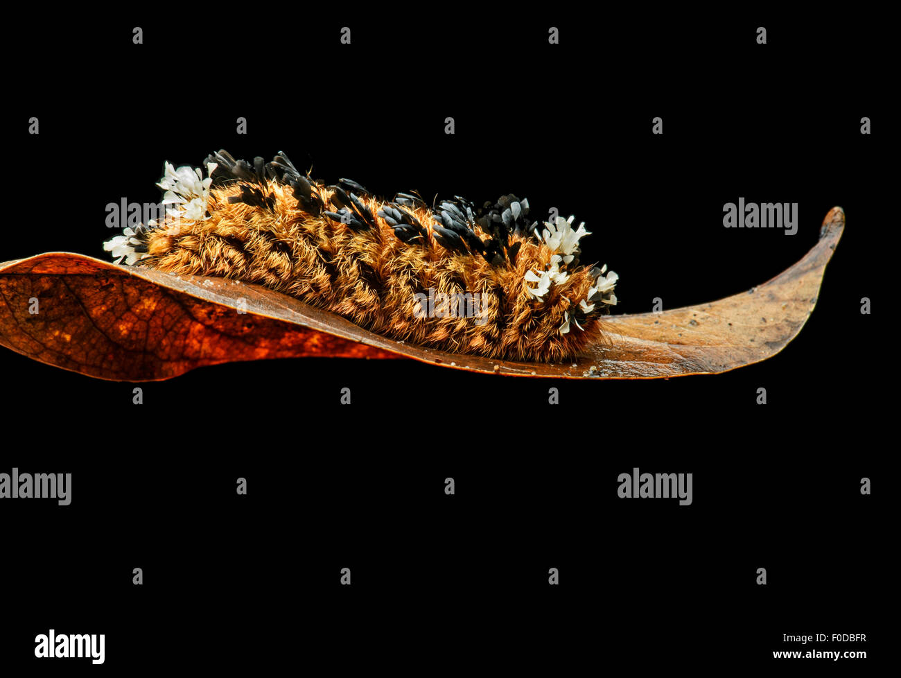 Tapis Shag-caterpillar (Tarchon felderi) avec housse de protection étanche faite de poils venimeux, Bombicidae, forêt nuageuse andine Banque D'Images