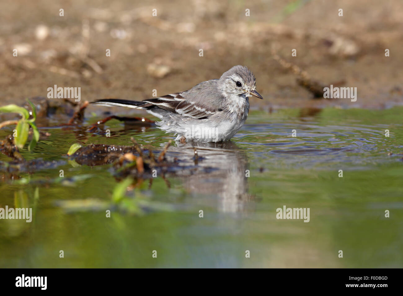 La Bergeronnette grise (Motacilla alba) debout dans l'eau, réserve naturelle Lodge am Meer, Schleswig Holstein, Allemagne, Banque D'Images