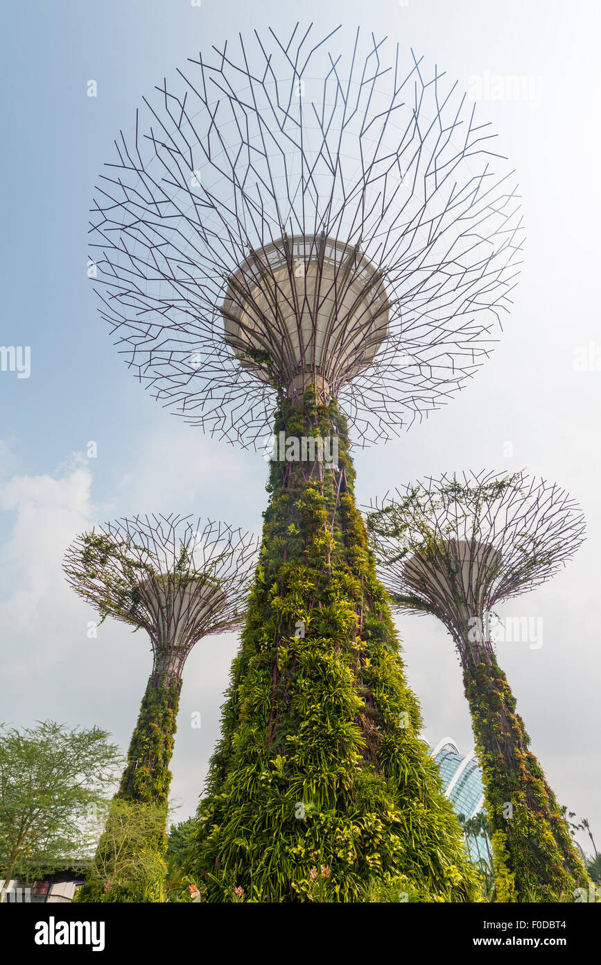 SuperTrees, jardins de la baie, à Singapour Banque D'Images