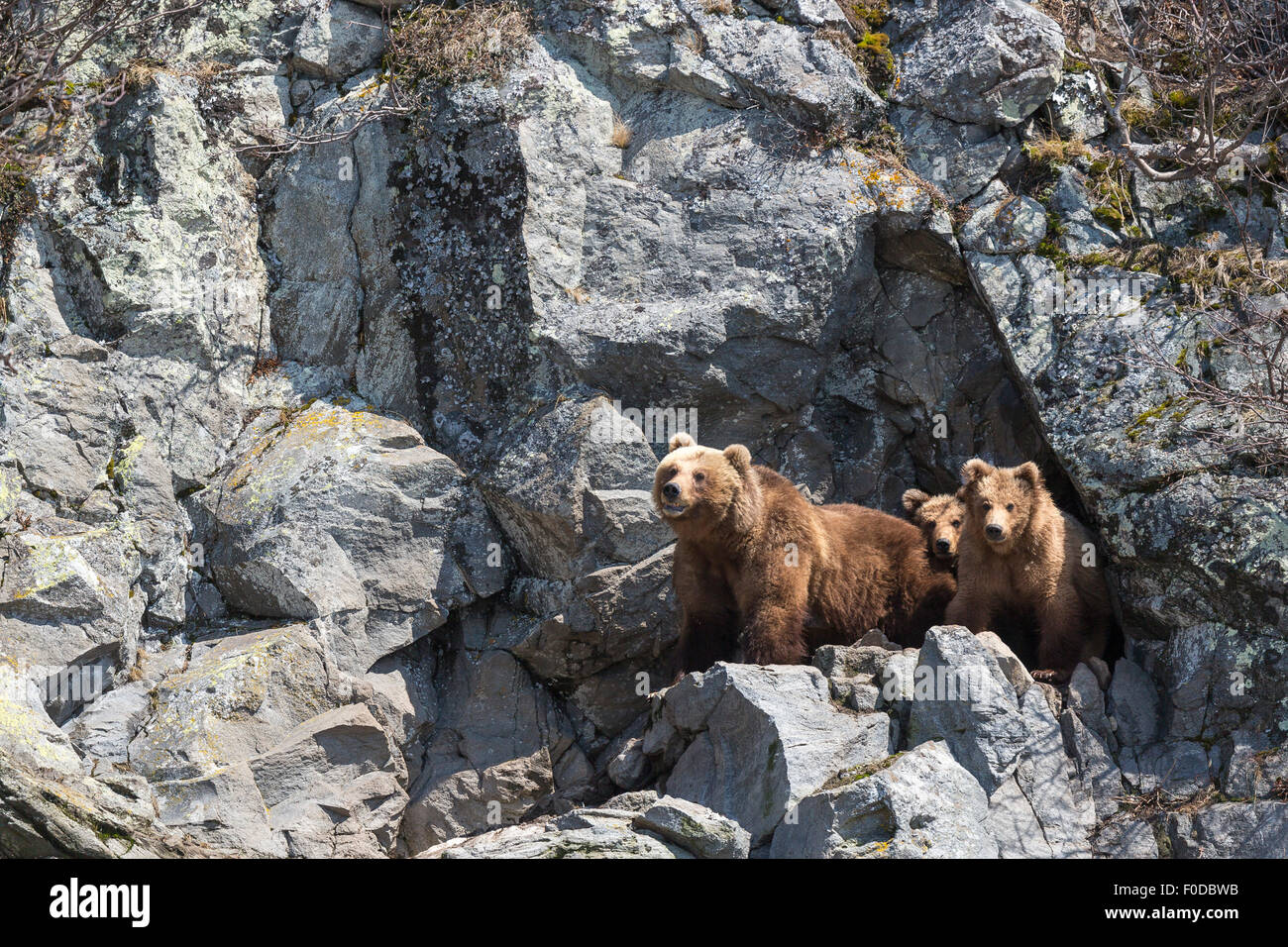 Ours brun (Ursus arctos), de la famille, le Kamchatka, Russie Banque D'Images