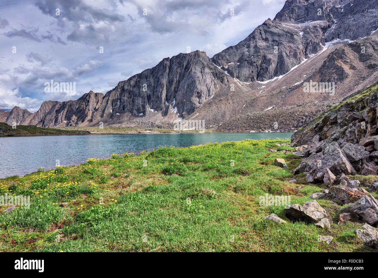 Meadow brut avec des fleurs jaunes sur le bord d'un lac de montagne. La Sibérie orientale.La République de Bouriatie Banque D'Images