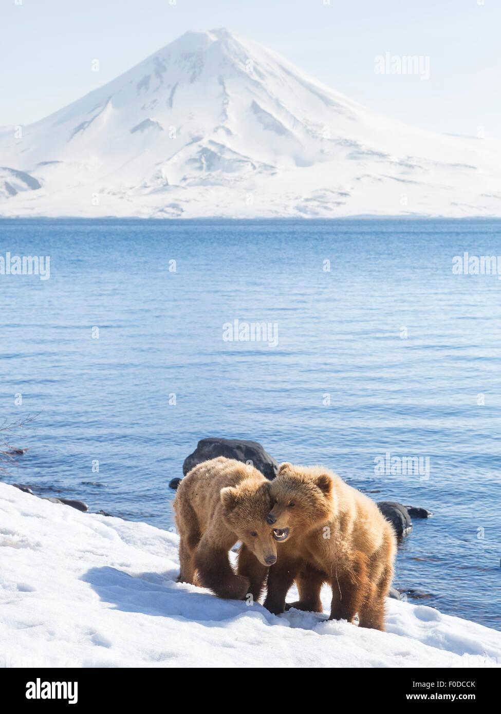 Ours brun (Ursus arctos) jeunes ours par la rive, le Kamchatka, Russie Banque D'Images