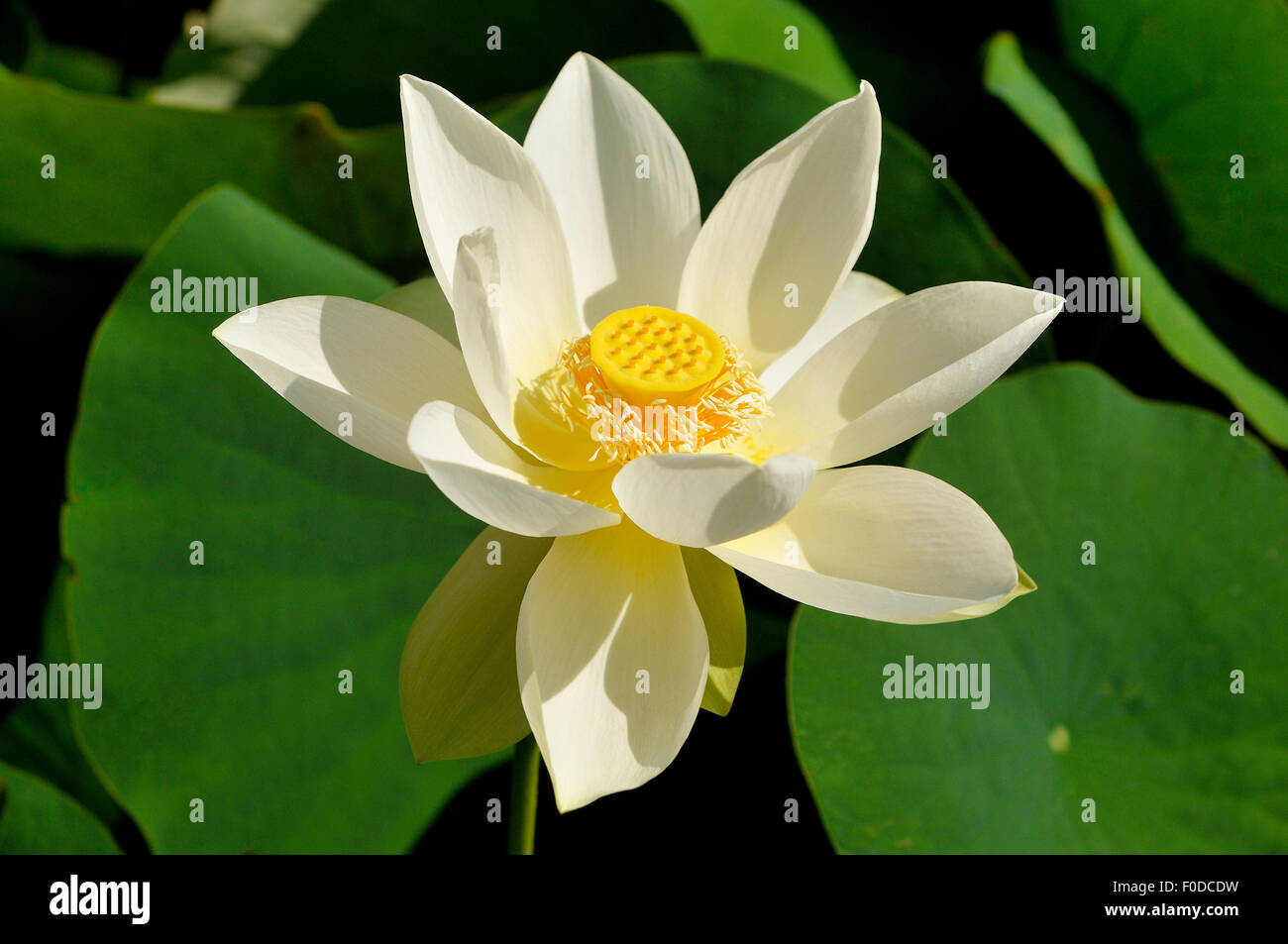 White fleur de lotus (Nelumbo sp.), Nordrhein-Westfalen, Allemagne Banque D'Images