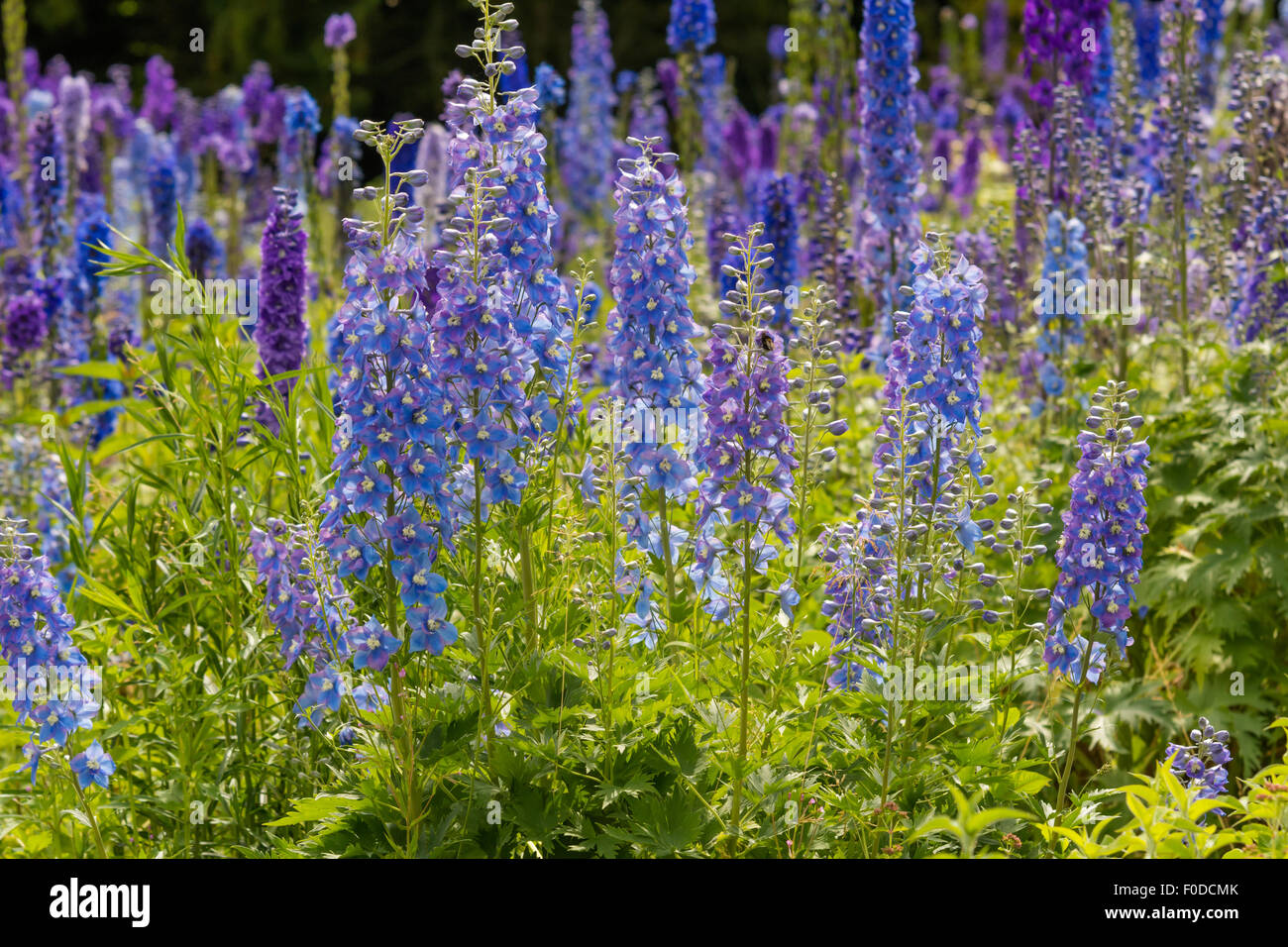 Les plantes en fleurs de Delphinium. Banque D'Images