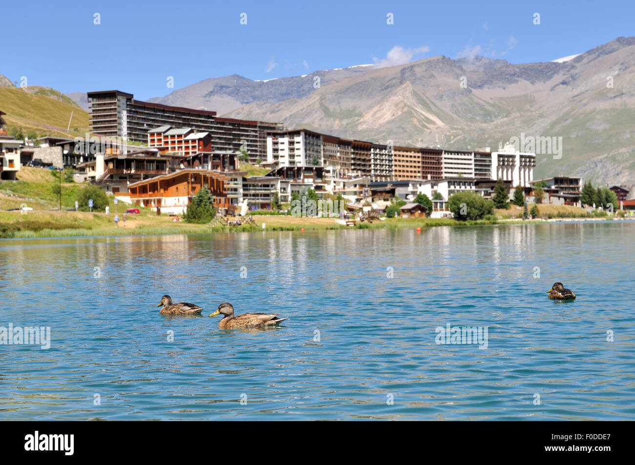 Canards sur un lac de montagne en été Banque D'Images