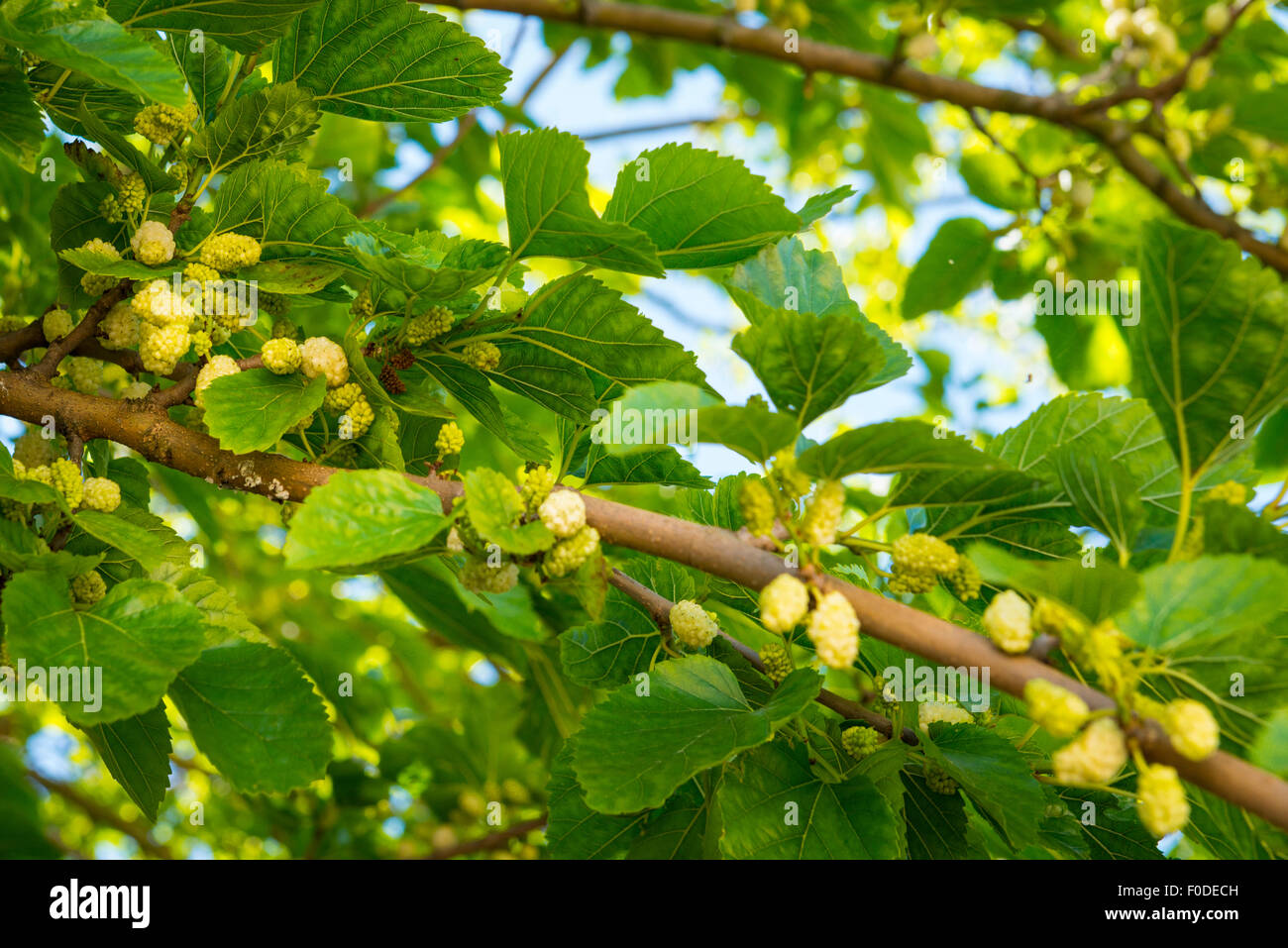 Southbank London Greenwich University mûrier blanc Morus alba fait don de Worshipful Company Arbres Fruiters 2000 mûres de fruits Banque D'Images