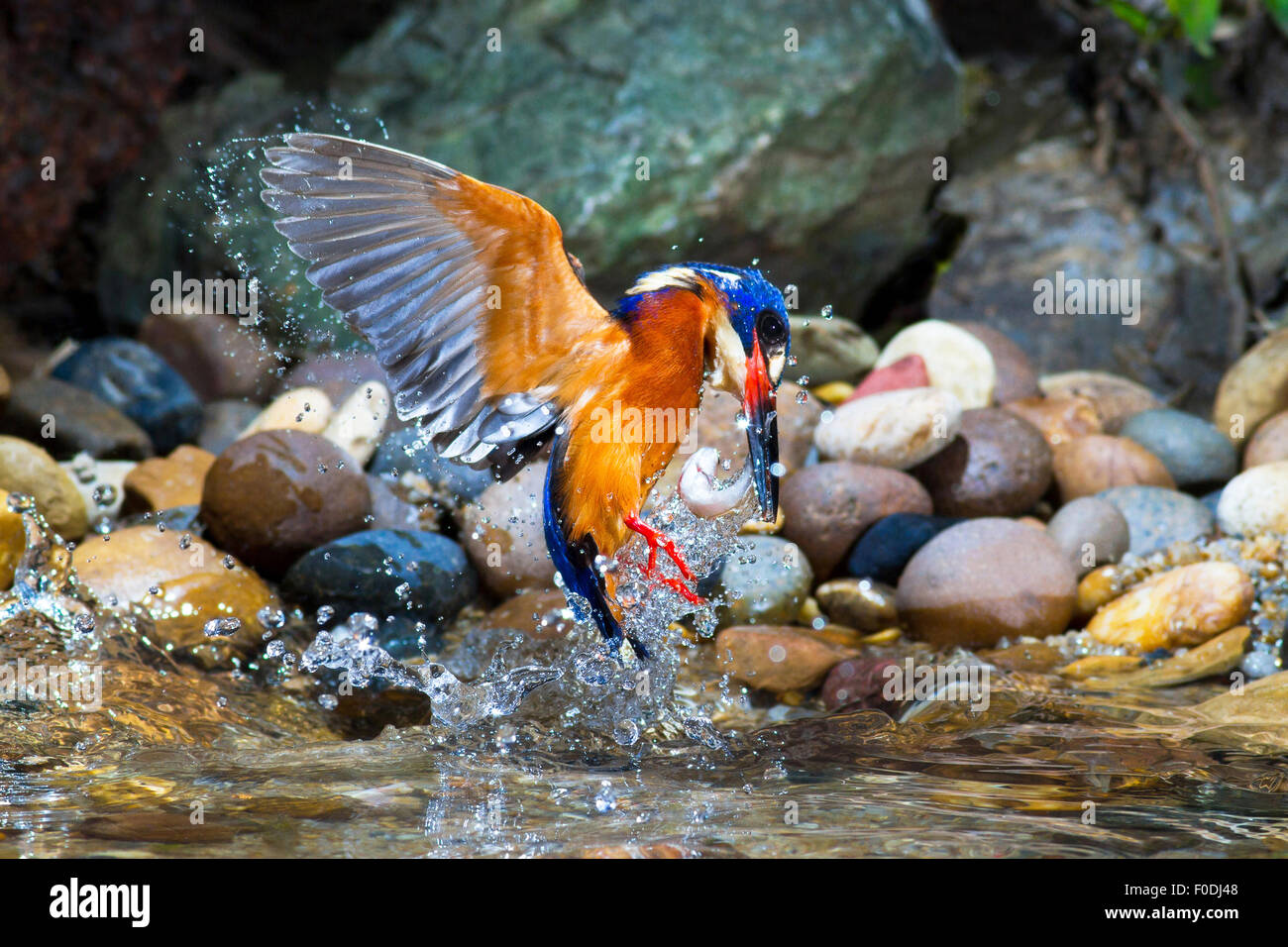 Blue-eared Kingfisher la capture de poissons. Banque D'Images