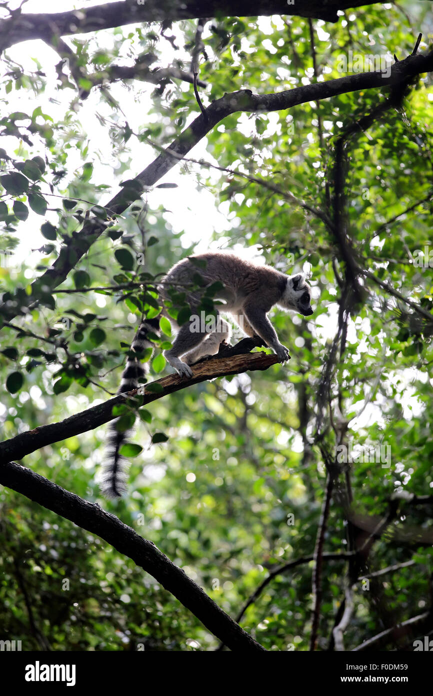 Untitled document (Lemur catta) dans l'arbre Banque D'Images