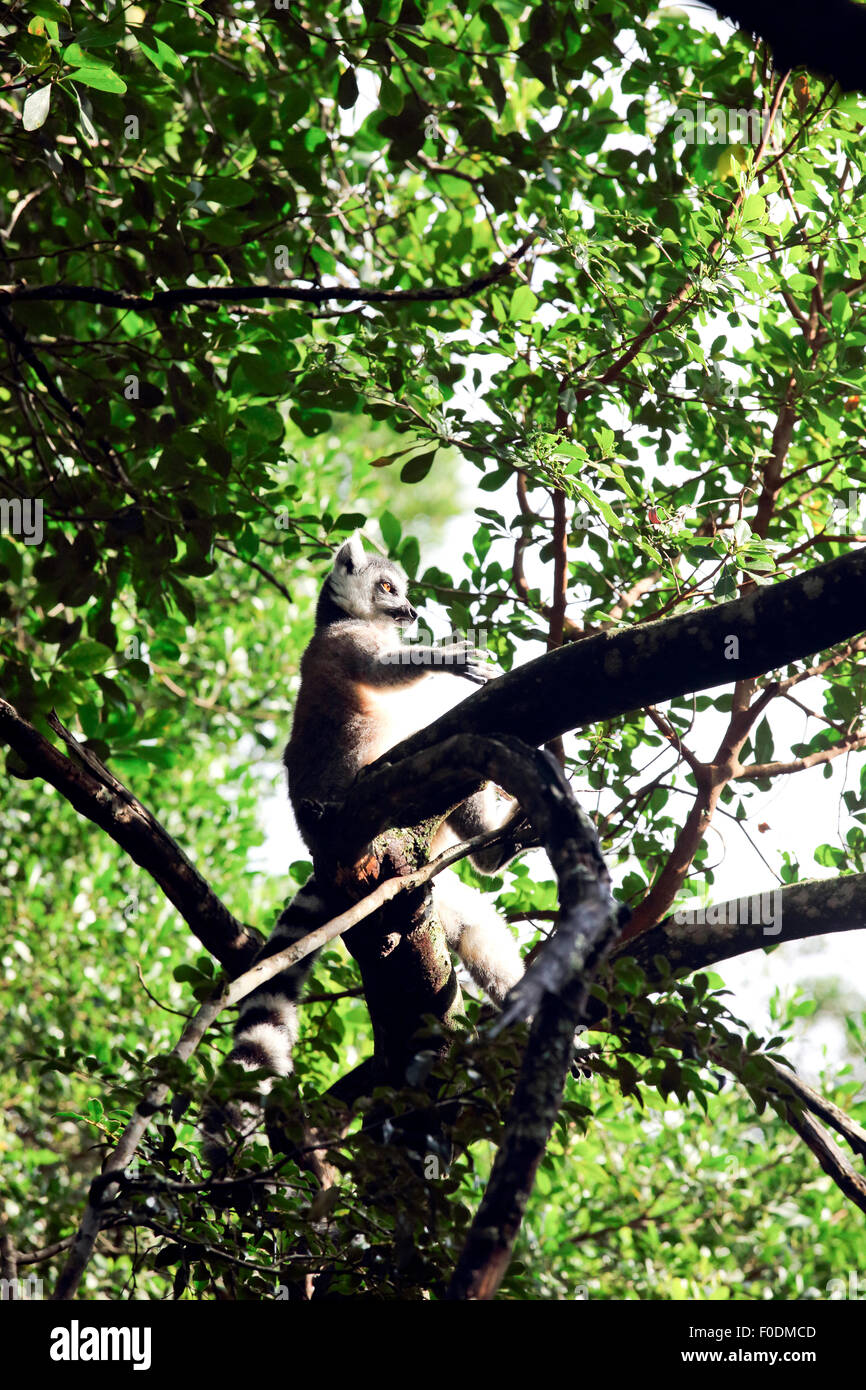 Untitled document (Lemur catta) dans l'arbre Banque D'Images