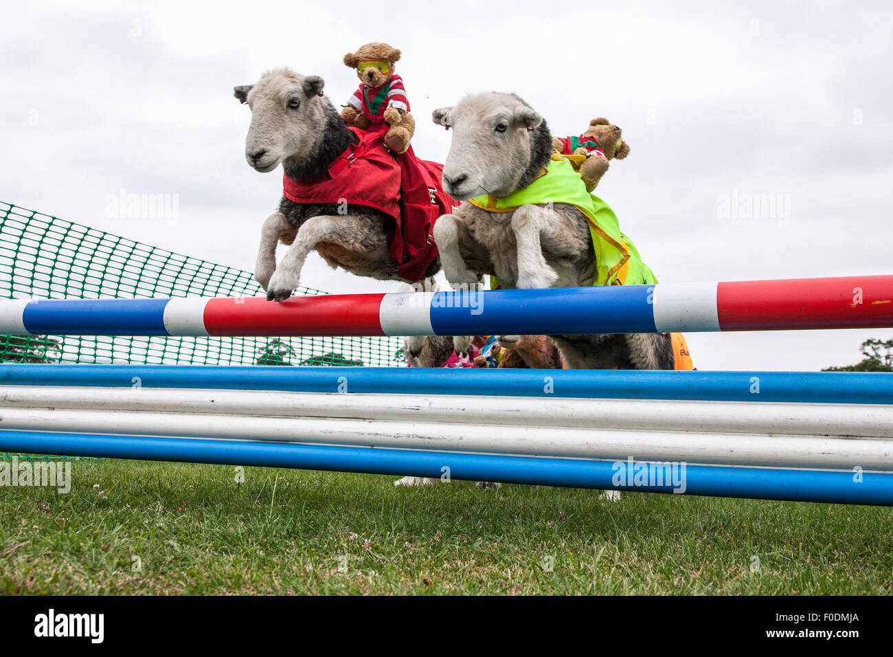 Le château de Rockingham, Northamptonshire, Angleterre. 13 août 2015. 11e journée internationale du Club Canin 4 l'Agilité Festival, Heardwick les moutons de participer à une course d'obstacles avec plus de nounours comme jockeys, le lancement en vedette d'autres types d'animaux qui sont en grande partie invisibles dans le monde de l'agilité. . Credit : Keith J Smith./Alamy Live News Banque D'Images