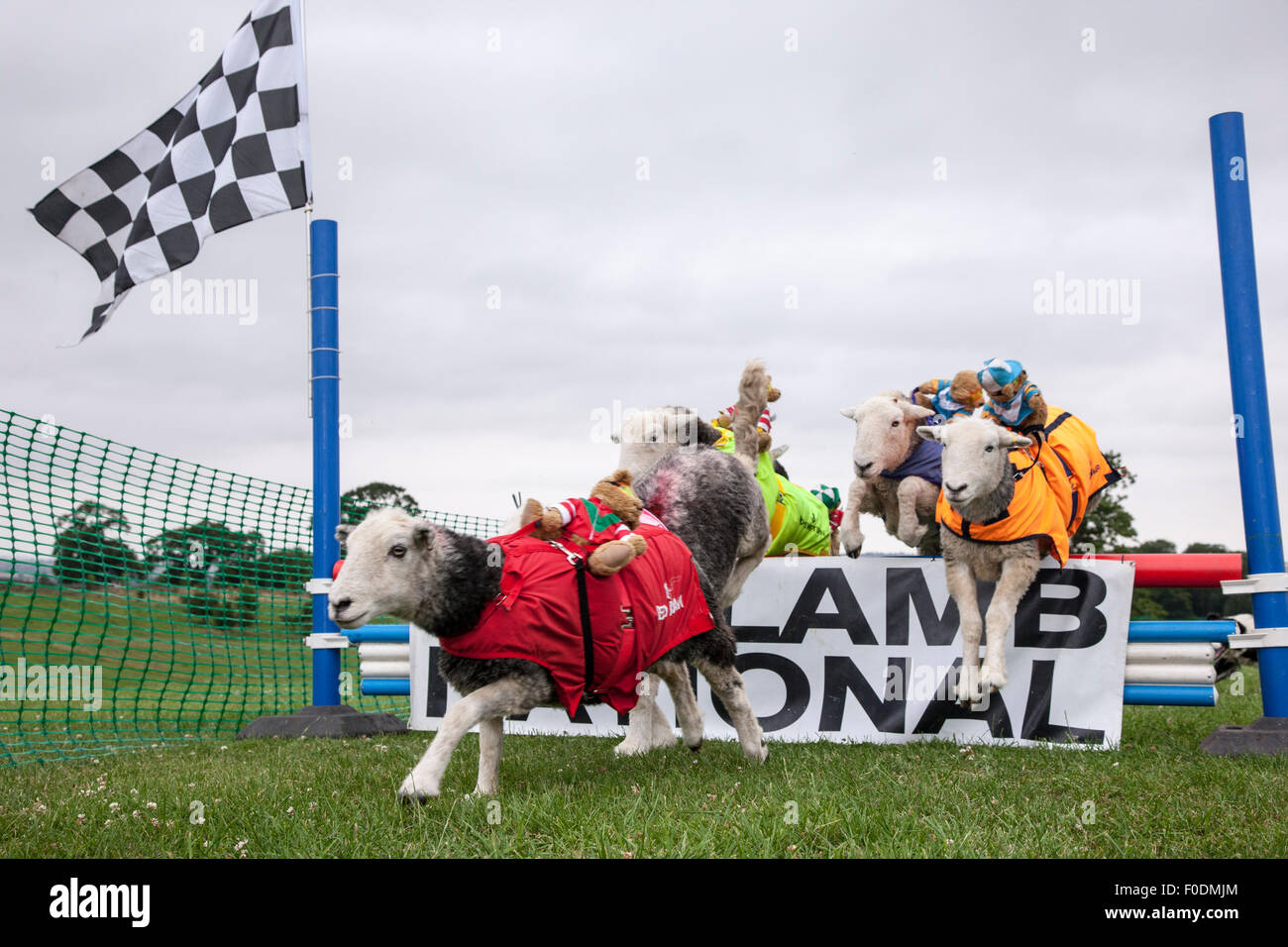 Le château de Rockingham, Northamptonshire, Angleterre. 13 août 2015. 11e journée internationale du Club Canin 4 l'Agilité Festival, Heardwick aller au-dessus des moutons sauter avec finition nounours comme jockeys, le lancement en vedette d'autres types d'animaux qui sont en grande partie invisibles dans le monde de l'agilité. . Credit : Keith J Smith./Alamy Live News Banque D'Images
