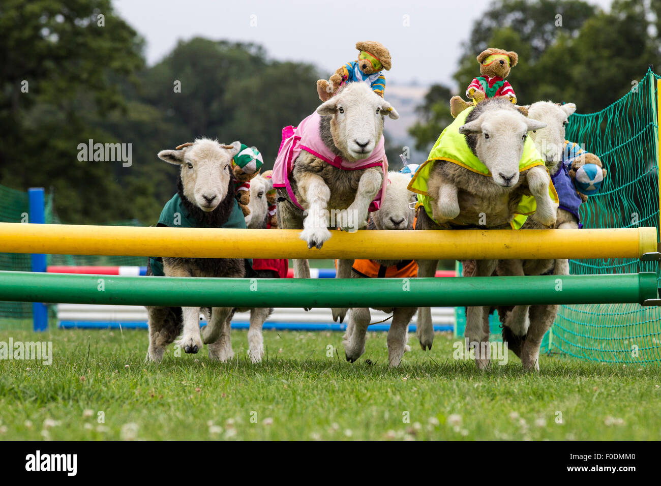 Le château de Rockingham, Northamptonshire, Angleterre. 13 août 2015. 11e journée internationale du Club Canin 4 l'Agilité Festival, Heardwick les moutons de participer à une course d'obstacles avec plus de nounours comme jockeys, le lancement en vedette d'autres types d'animaux qui sont en grande partie invisibles dans le monde de l'agilité. . Credit : Keith J Smith./Alamy Live News Banque D'Images