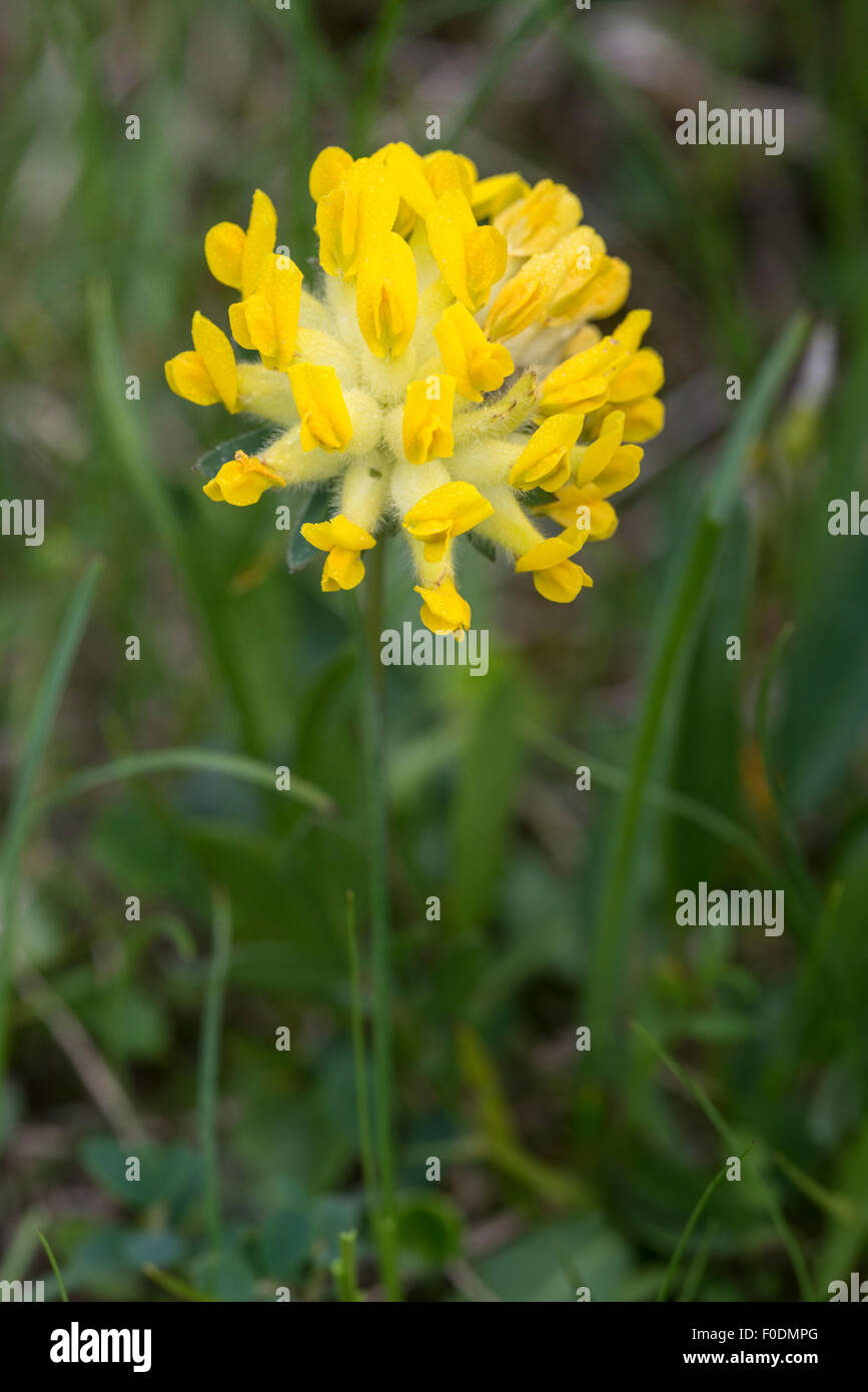 Fleurs alpines, vesces, Anthyallis Rein montagne Montana Banque D'Images
