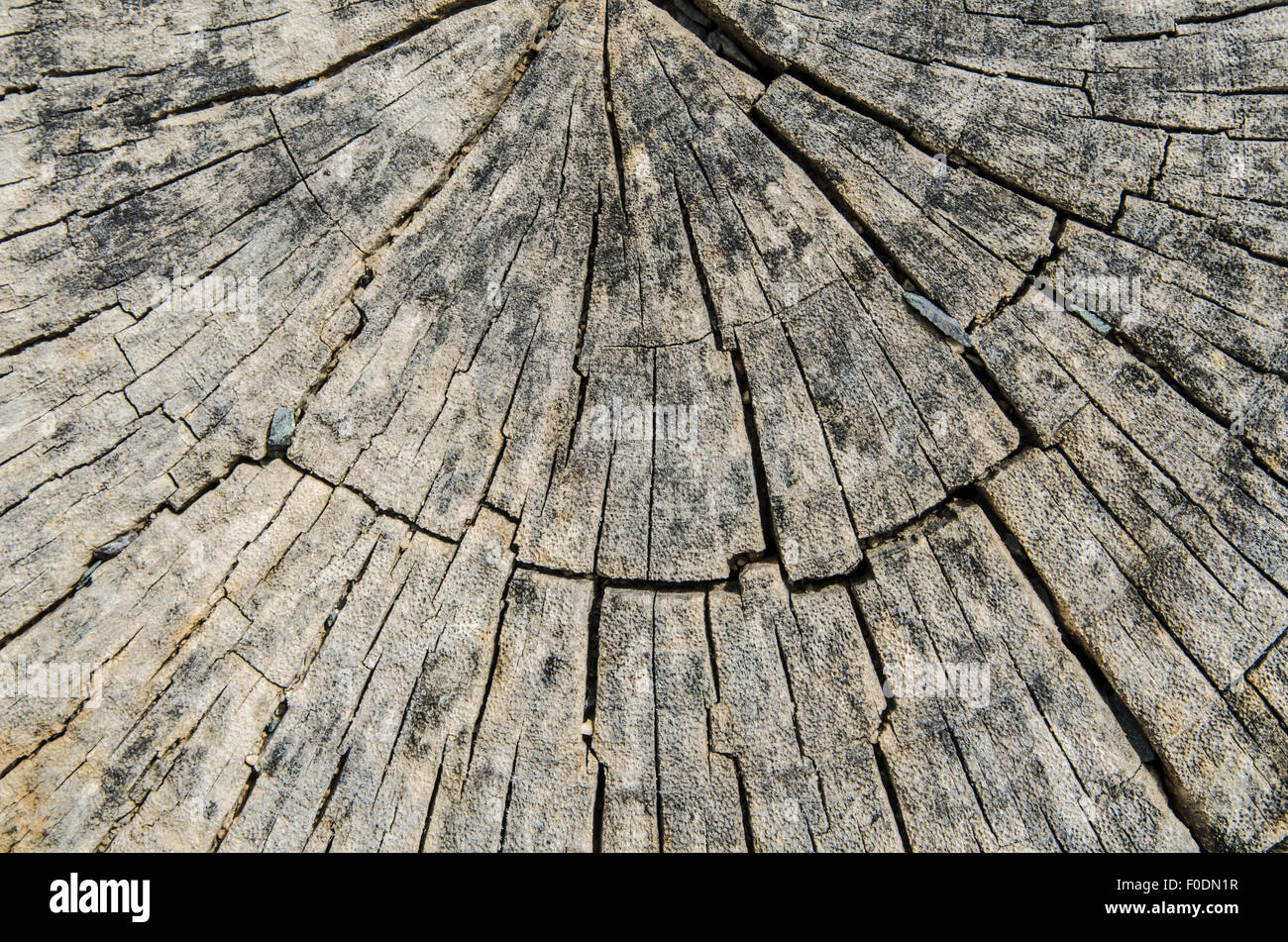 Vieille souche d'arbre texture avec fissures. Banque D'Images