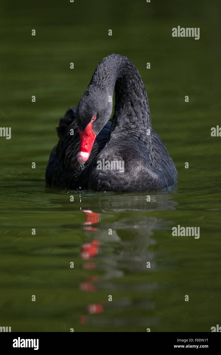 Black Swan, Norfolk Broads Banque D'Images