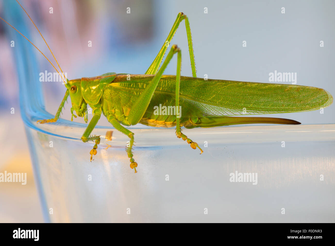 Une grande femelle green bush cricket (tettigonia viridissima) trouvés dans une cuisine à Mittelberg, Basse Autriche Banque D'Images