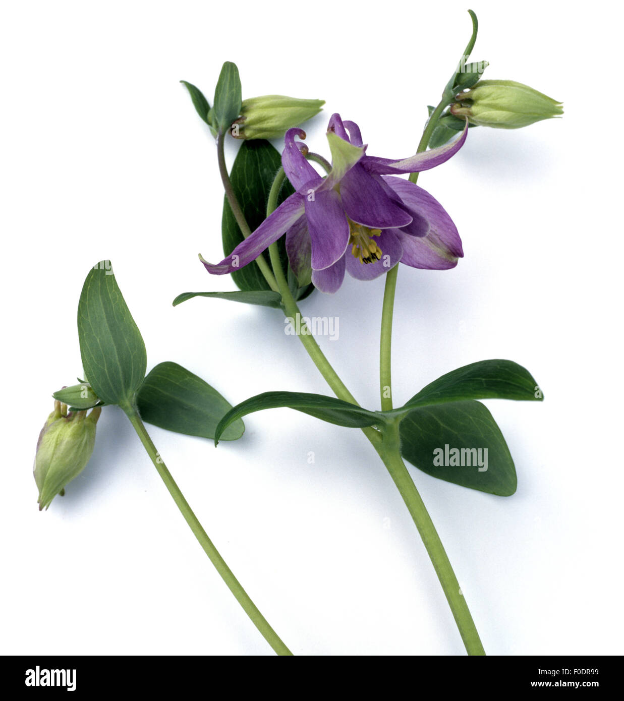 Akelei Aquilegia vulgaris,,,, Giftpflanze Banque D'Images