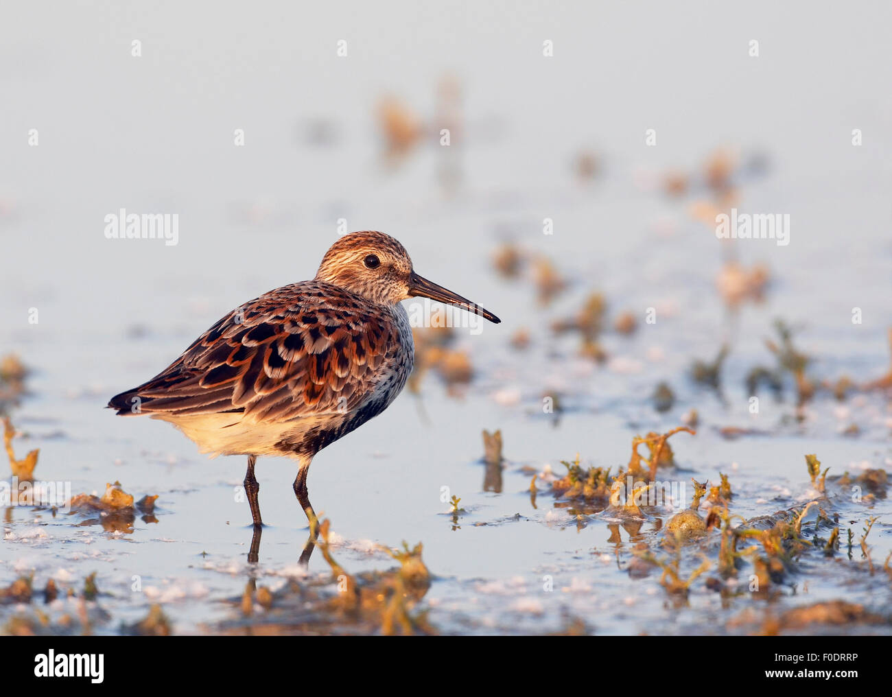 Le Bécasseau variable (Calidris alpina) à l'eau, Pusztaszer, Hongrie, Mai 2008 Banque D'Images