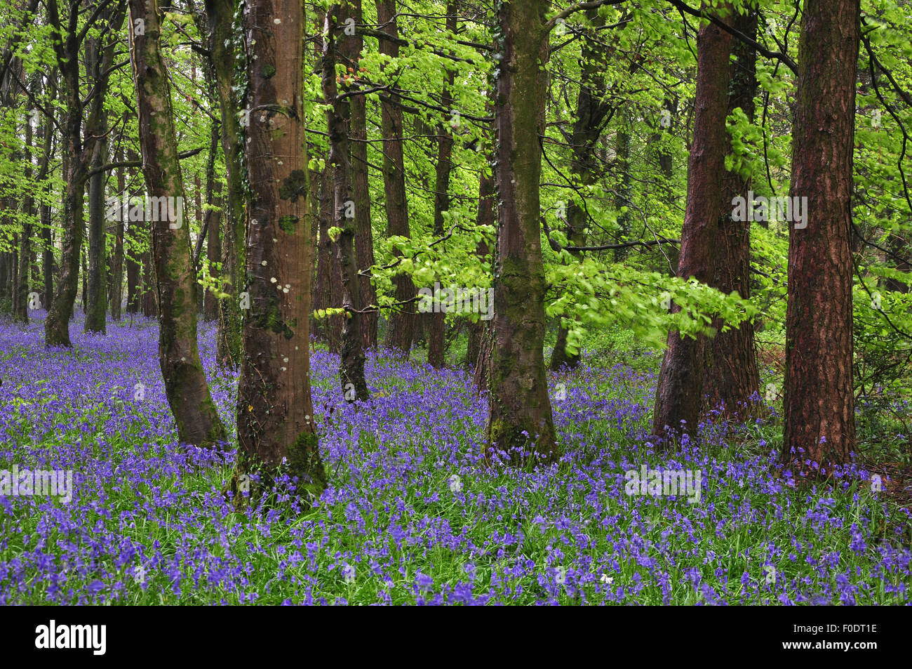Bluebells dans Delcombe Bois, Dorset UK Banque D'Images
