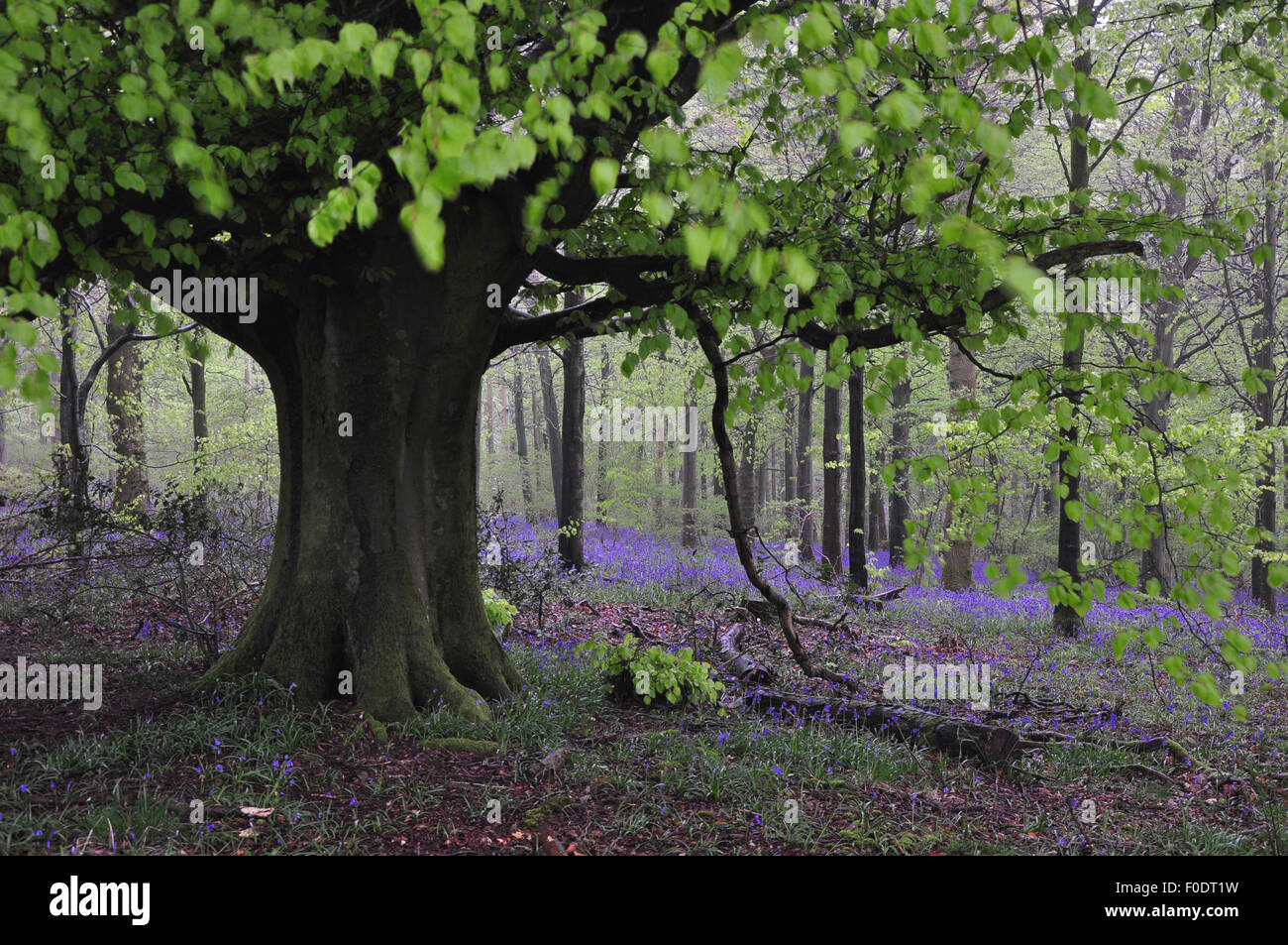Bluebells dans Delcombe Bois, Dorset UK Banque D'Images