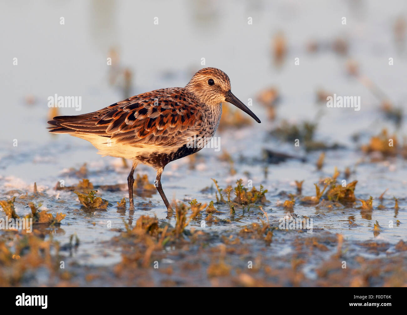 Le Bécasseau variable (Calidris alpina) à l'eau, Pusztaszer, Hongrie, Mai 2008 Banque D'Images